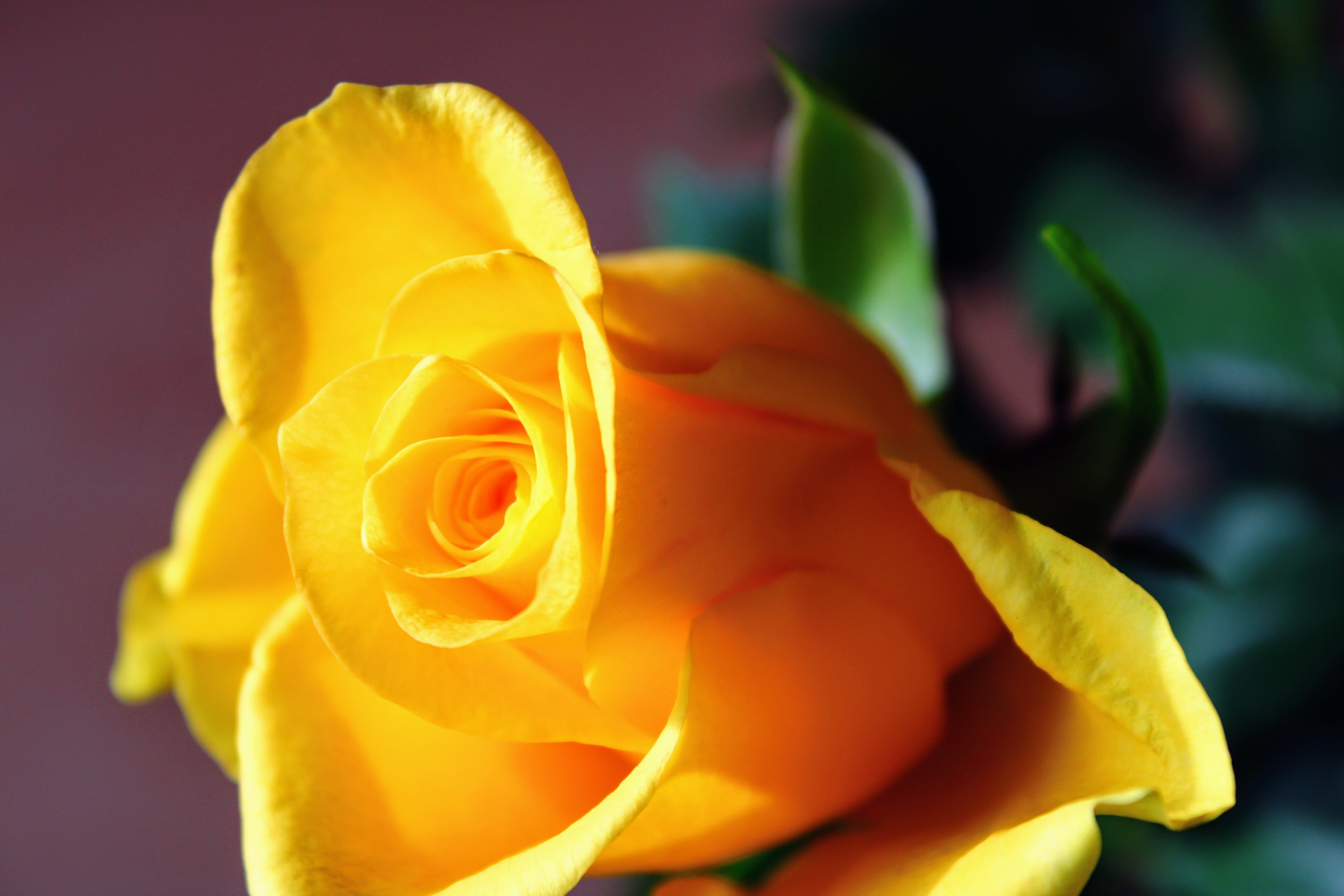 the roses bloom, feeling, beauty in nature, inflorescence, roses flowers, petal, beauty, passion, 5K, vulnerability, yellow, roze, garden, flower garden, HD Wallpaper