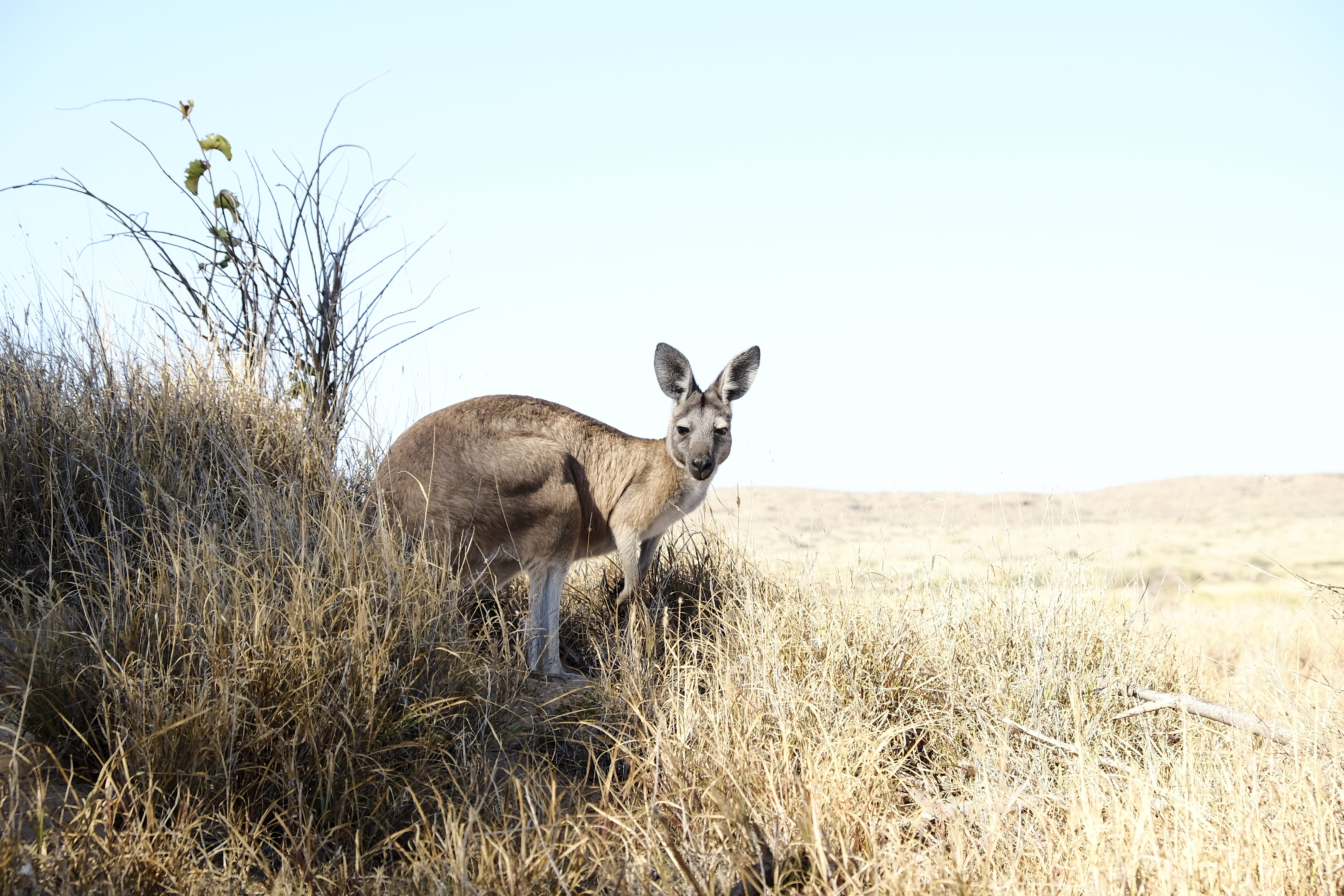 nature, roo, outdoors, herbivorous, animal wildlife, kangaroo, gazelle, 4K, day, wildlife, domestic animals, domestic, deer, summer, grass, wallaby, face, HD Wallpaper
