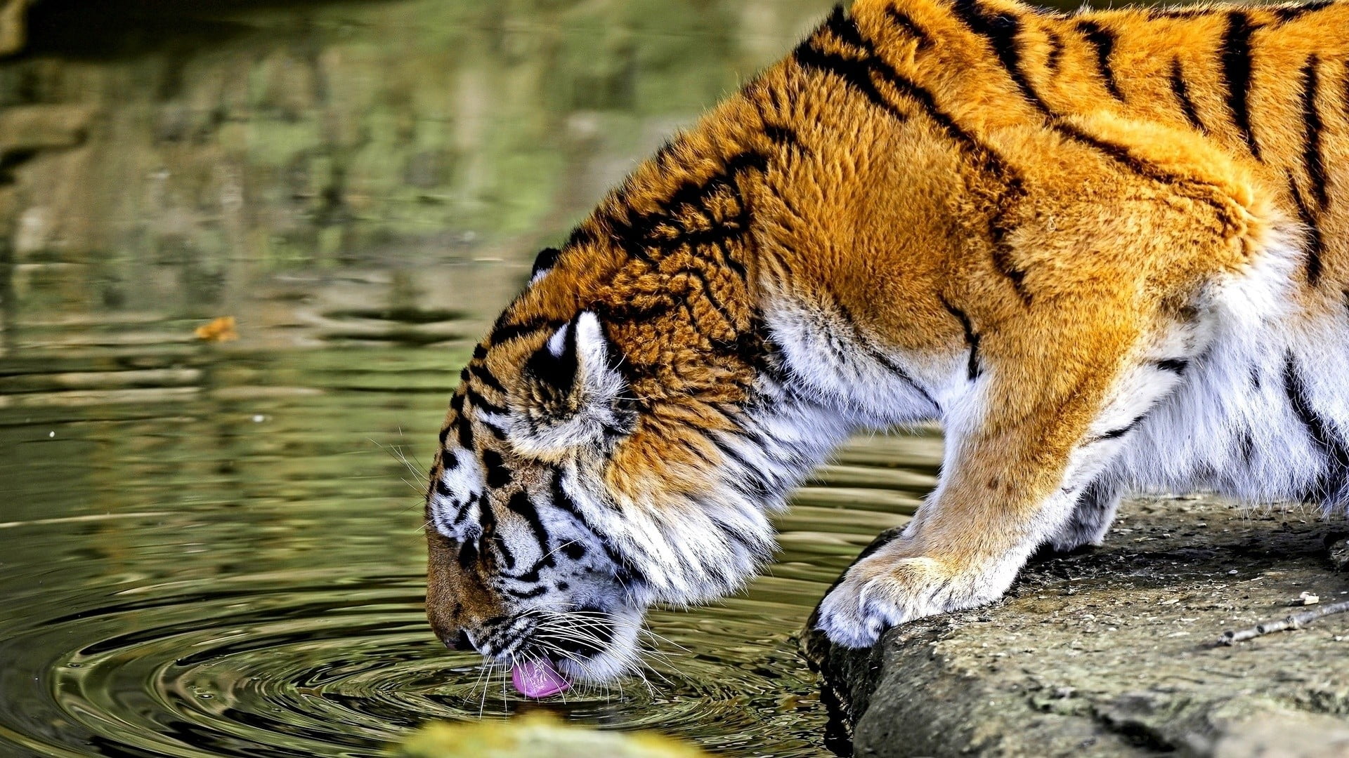 big cat, animal, day, feline, animal wildlife, pets, focus on foreground, drinking, white, no people, 1080P, cat, ripples, tiger, carnivora, animals in the wild, HD Wallpaper