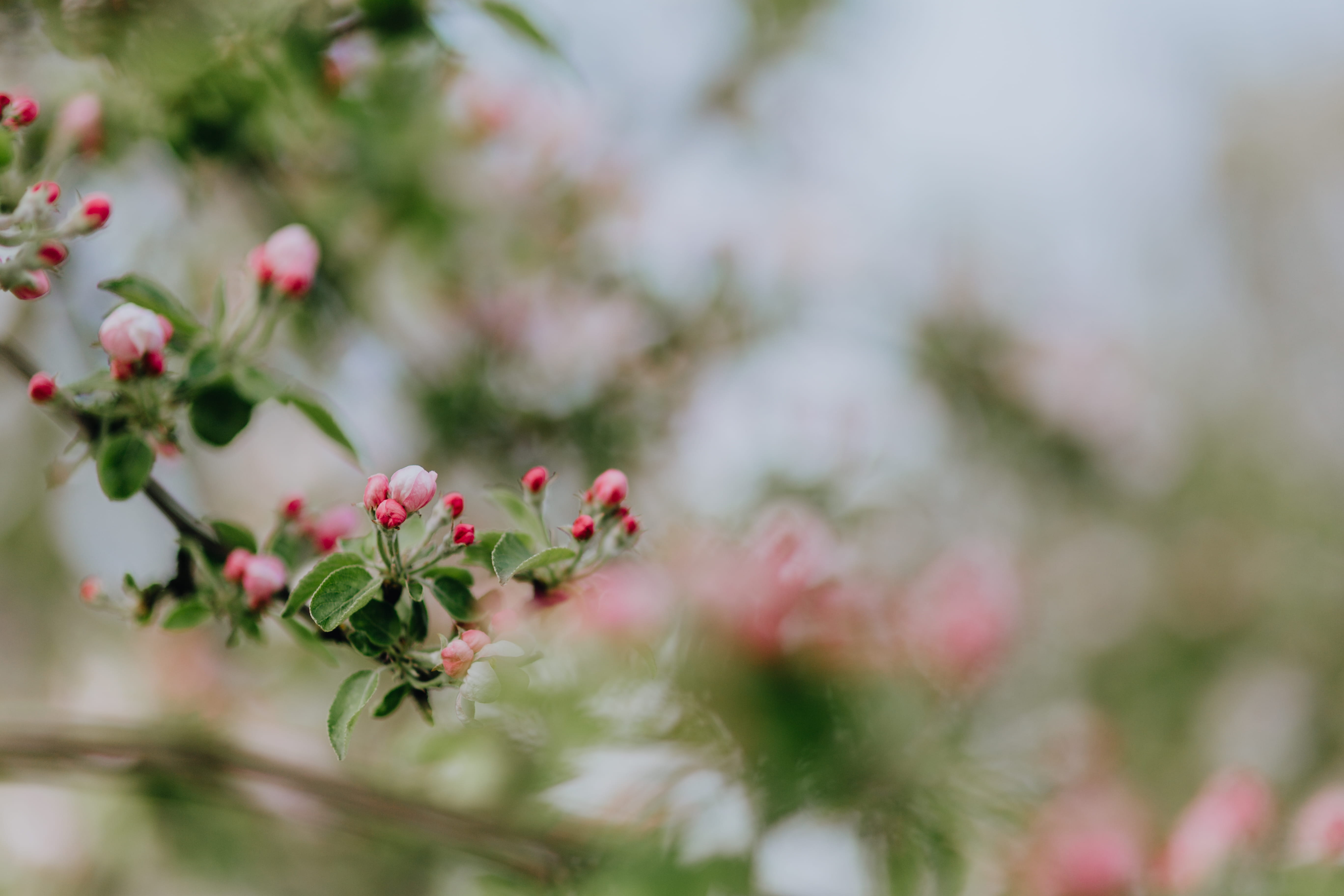 Apple, growth, flower, 5K, green, flowering plant, rose - flower, blossom, tree, pink, plant part, flowers, selective focus, garden, blooming, spring, HD Wallpaper