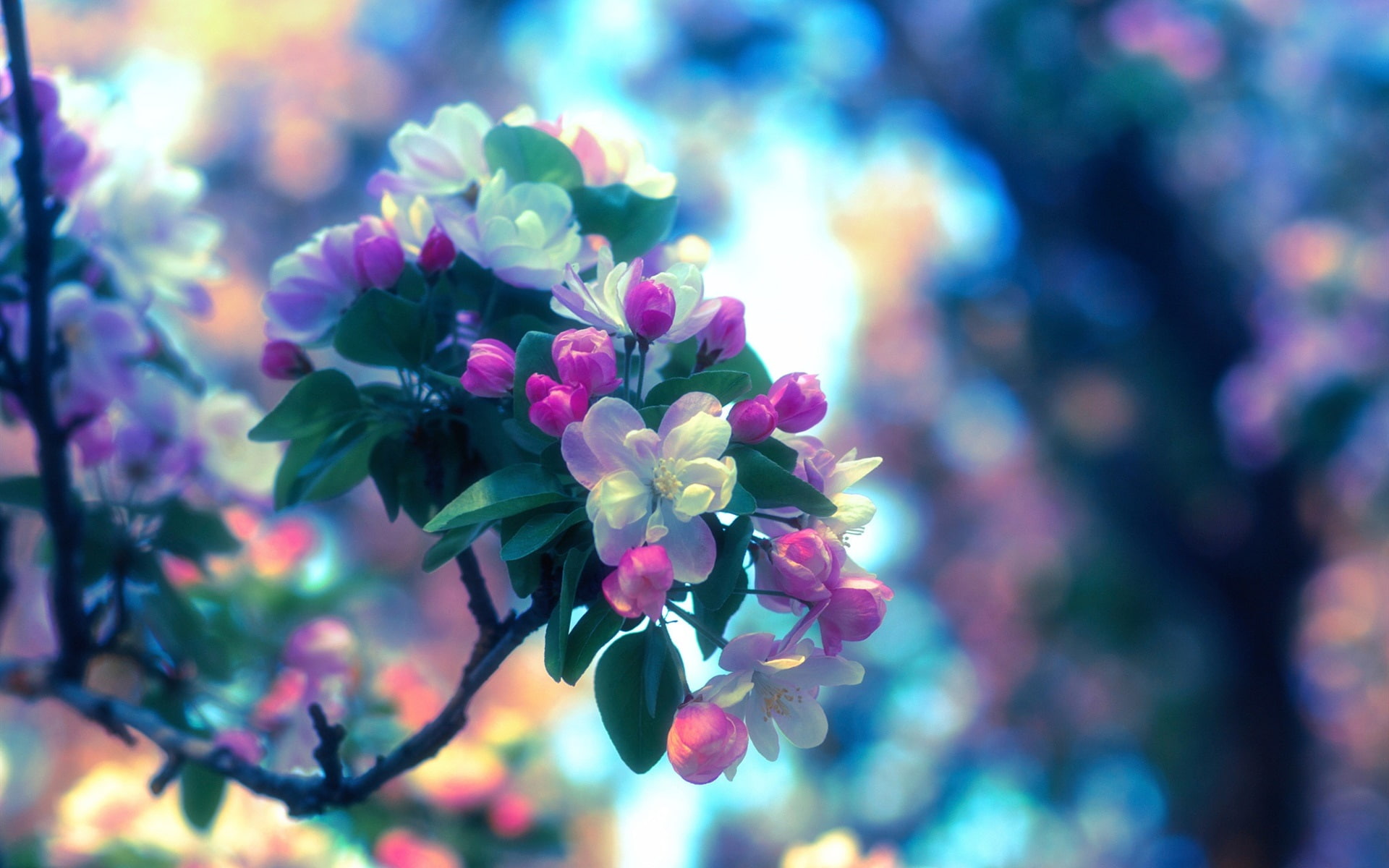 purple, white, Spring, 1080P, Tree, Apple, Flowers, HD Wallpaper