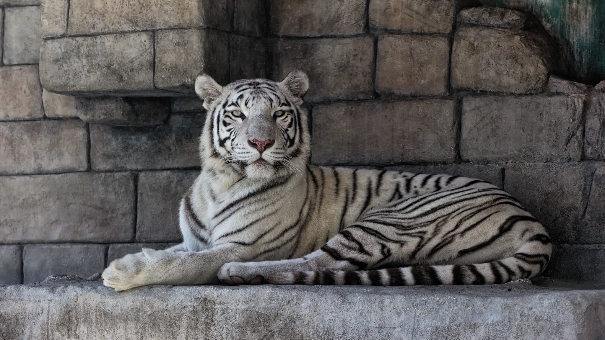 endangered Species, undomesticated Cat, outdoors, relaxation, whisker, day, 1080P, animal Head, looking, danger, no people, tiger, feline, animal, nature, HD Wallpaper