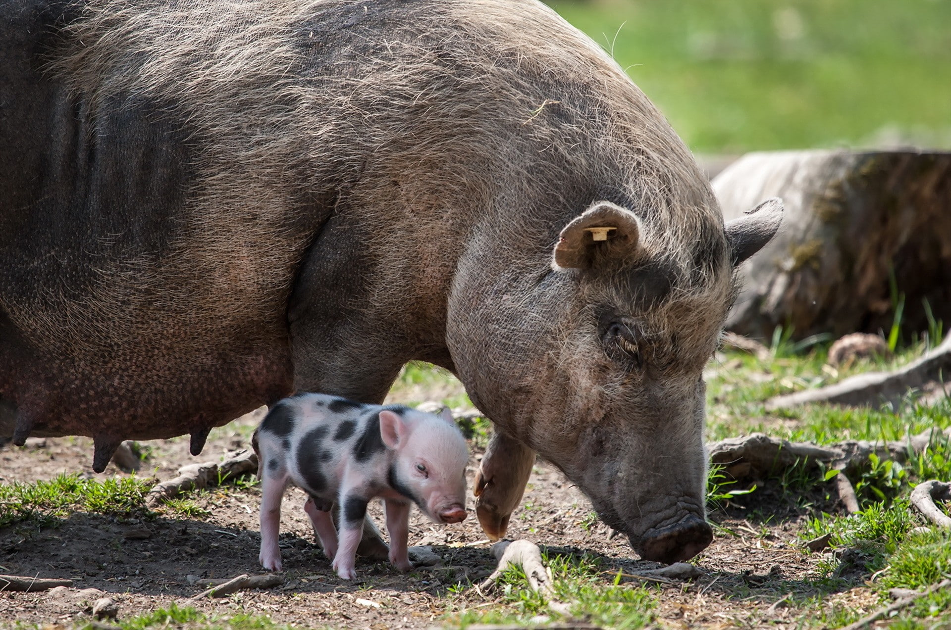 land, piglet, herbivorous, outdoors, domestic animals, day, two animals, field, mammal, animal wildlife, pigs, animal, nature, animal family, 1080P, pig, HD Wallpaper