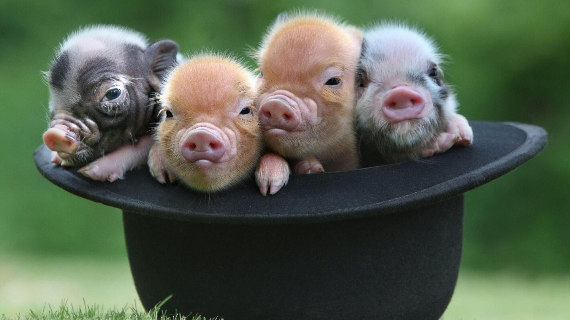 animal wildlife, mammal, vertebrate, cute, 1080P, young animal, plant, pig, no people, nature, two animals, domestic pig, grass, pigs, focus on foreground, HD Wallpaper