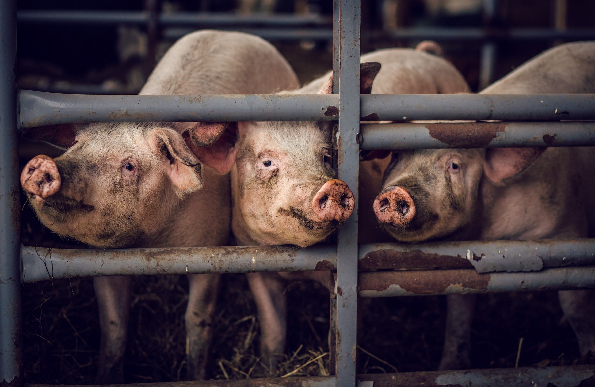 protection, domestic, animal, 1080P, mammal, fence, security, domestic animals, animal body part, snout, livestock, group of animals, cage, metal, boundary, HD Wallpaper