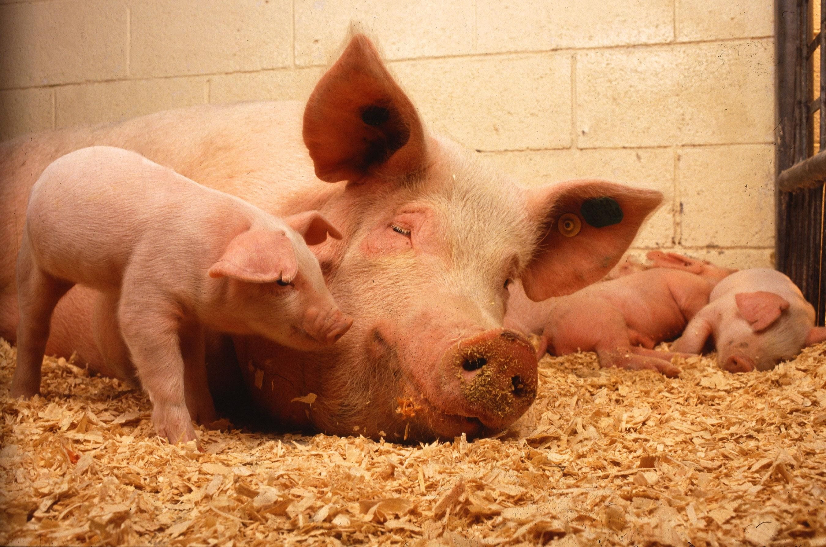 livestock, group of animals, pets, pink, swine, animal themes, food, hog, young animal, snout, nature, pig, no people, farming, mammal, animals, domestic animals, HD Wallpaper