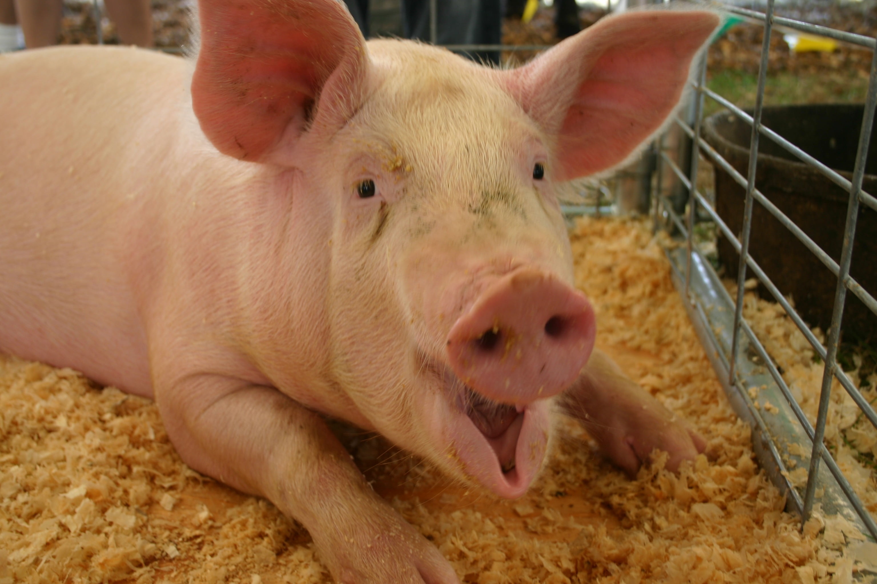 gray, domestic animals, domestic, pig, pork, soil, cage, close-up, barnyard, pink color, no people, young animal, hungry, farm animal, animal themes, farm, HD Wallpaper