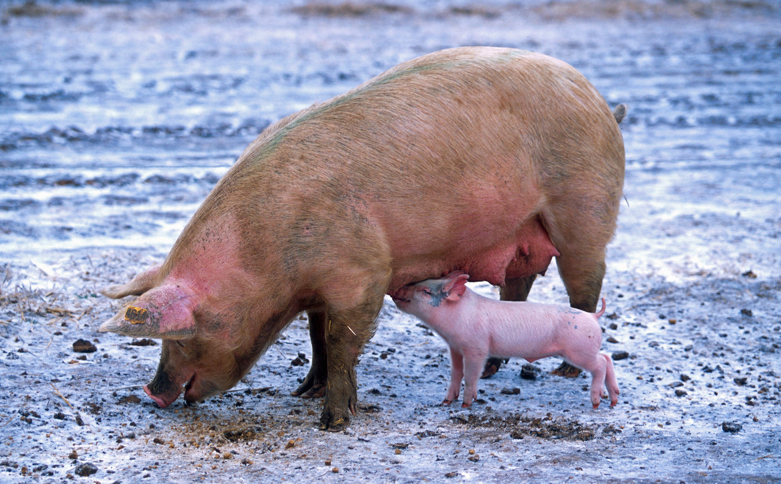 cute, land, side view, domestic animals, dog, nature, one animal, canine, animal themes, animal, farm, piglet, pets, drinking, water, beach, vertebrate, HD Wallpaper
