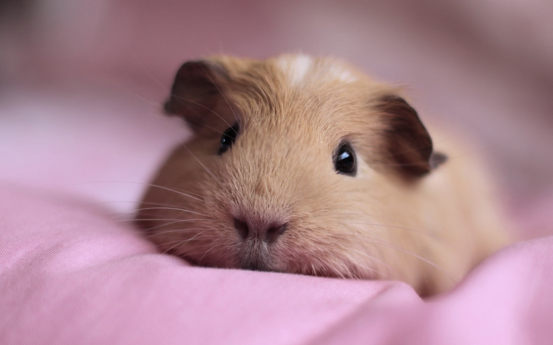indoors, cute, no People, guinea Pig, brown, portrait, softness, purple, one Animal, snout, hamster, bed, beige, studio Shot, fluffy, looking, furniture, HD Wallpaper