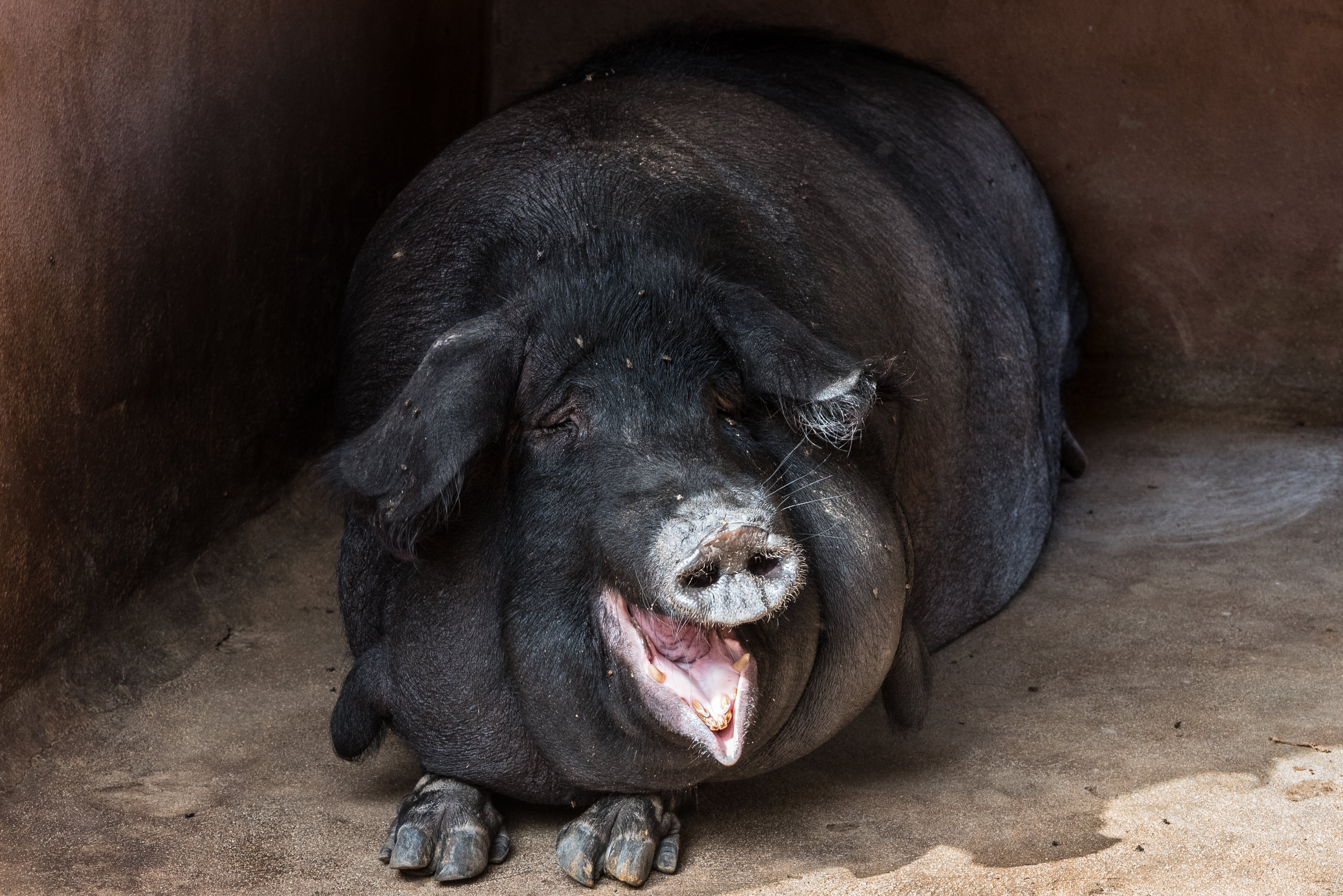 domestic, black Color, muzzle, no people, portrait, fat, young Animal, land, one animal, black, lying down, wildlife, outdoors, looking, livestock, animal mouth, HD Wallpaper