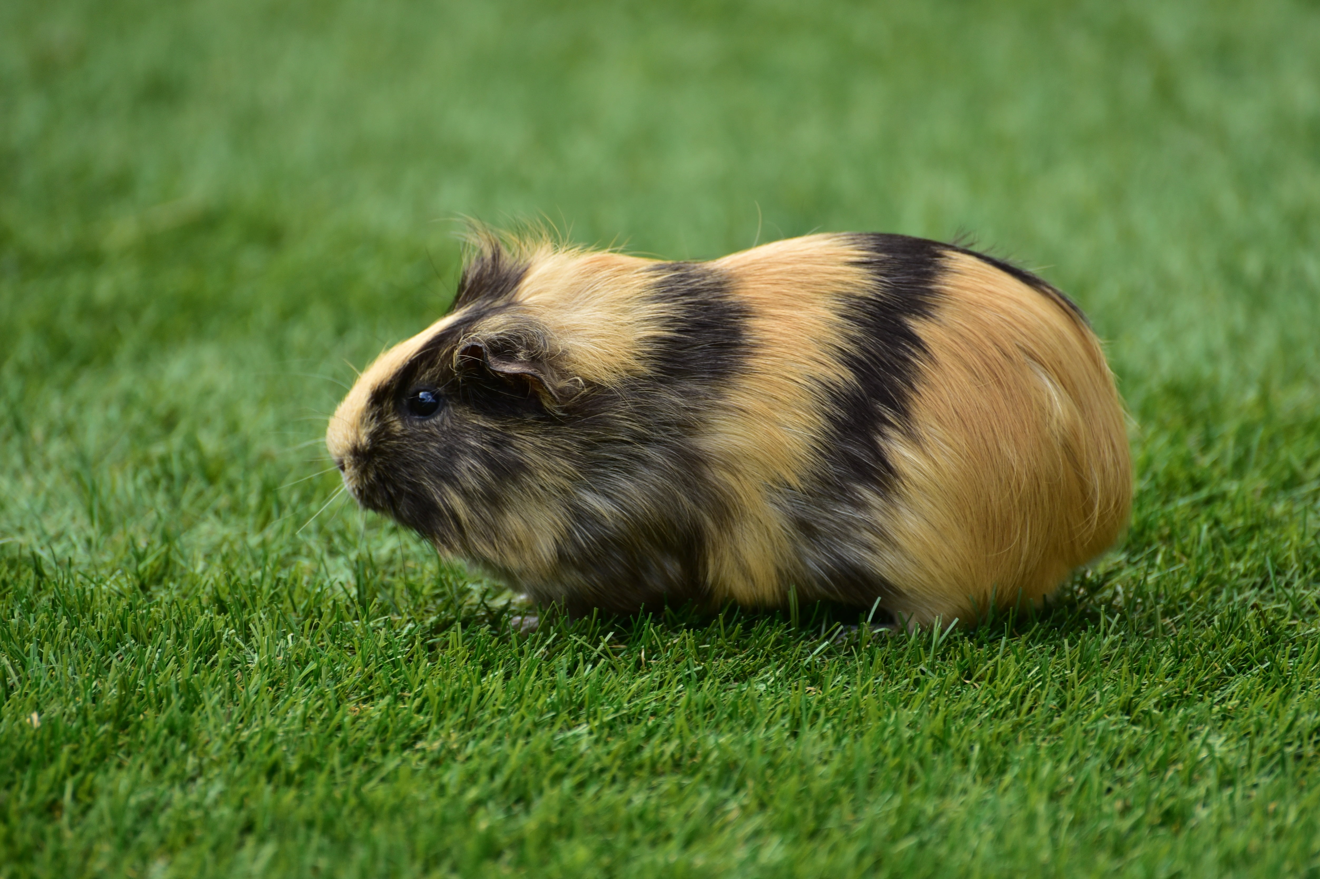 fluffy, vertebrate, guinea, fur, pig, animal, no people, one animal, whisker, plant, animals in the wild, brown, selective focus, domestic, springtime, HD Wallpaper