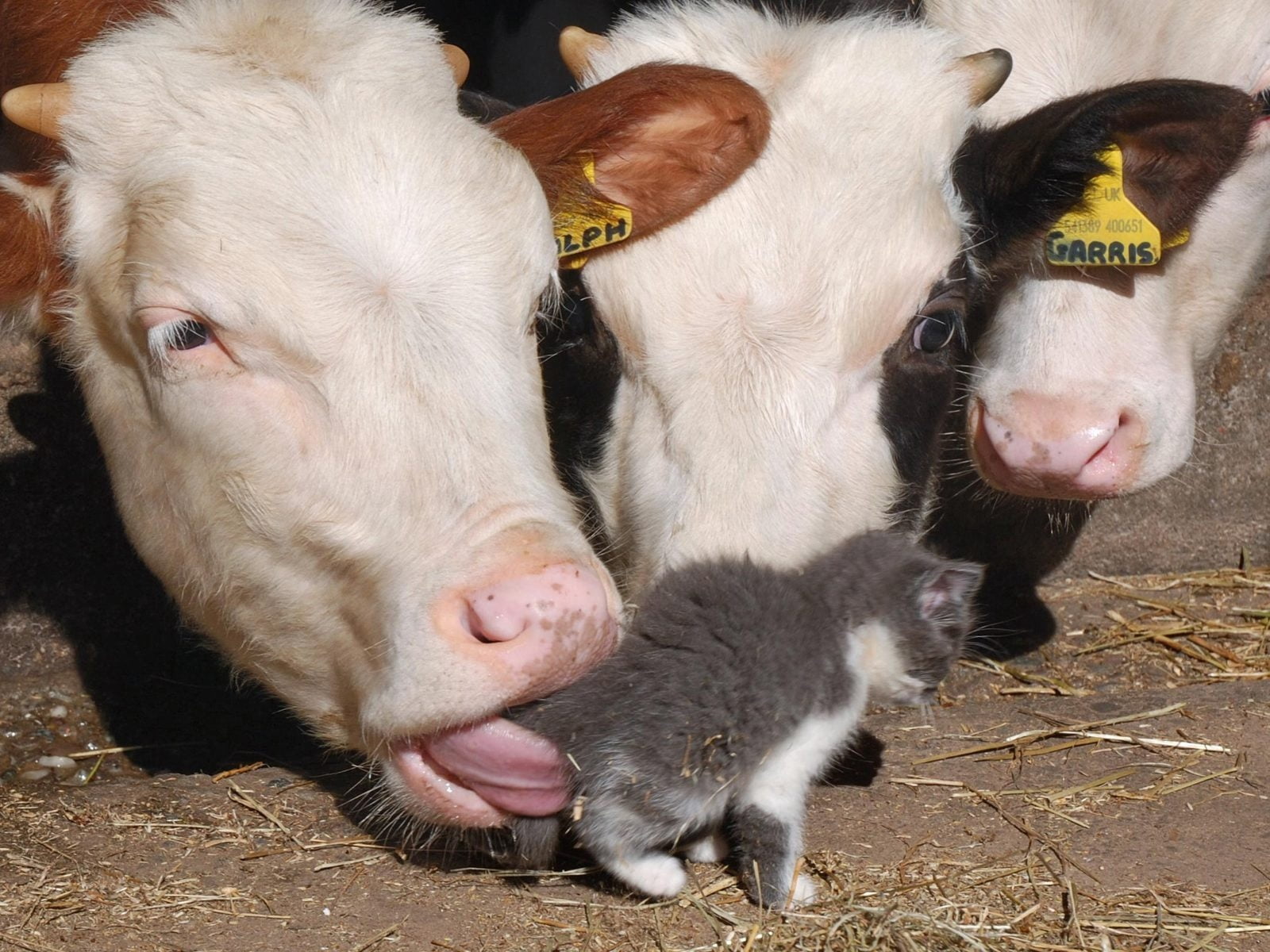 cattle, white, rural Scene, meat, piglet, close-up, ranch, kitten, snout, agriculture, two animals, hay, cow, vertebrate, livestock tag, mammal, domestic Animals, HD Wallpaper