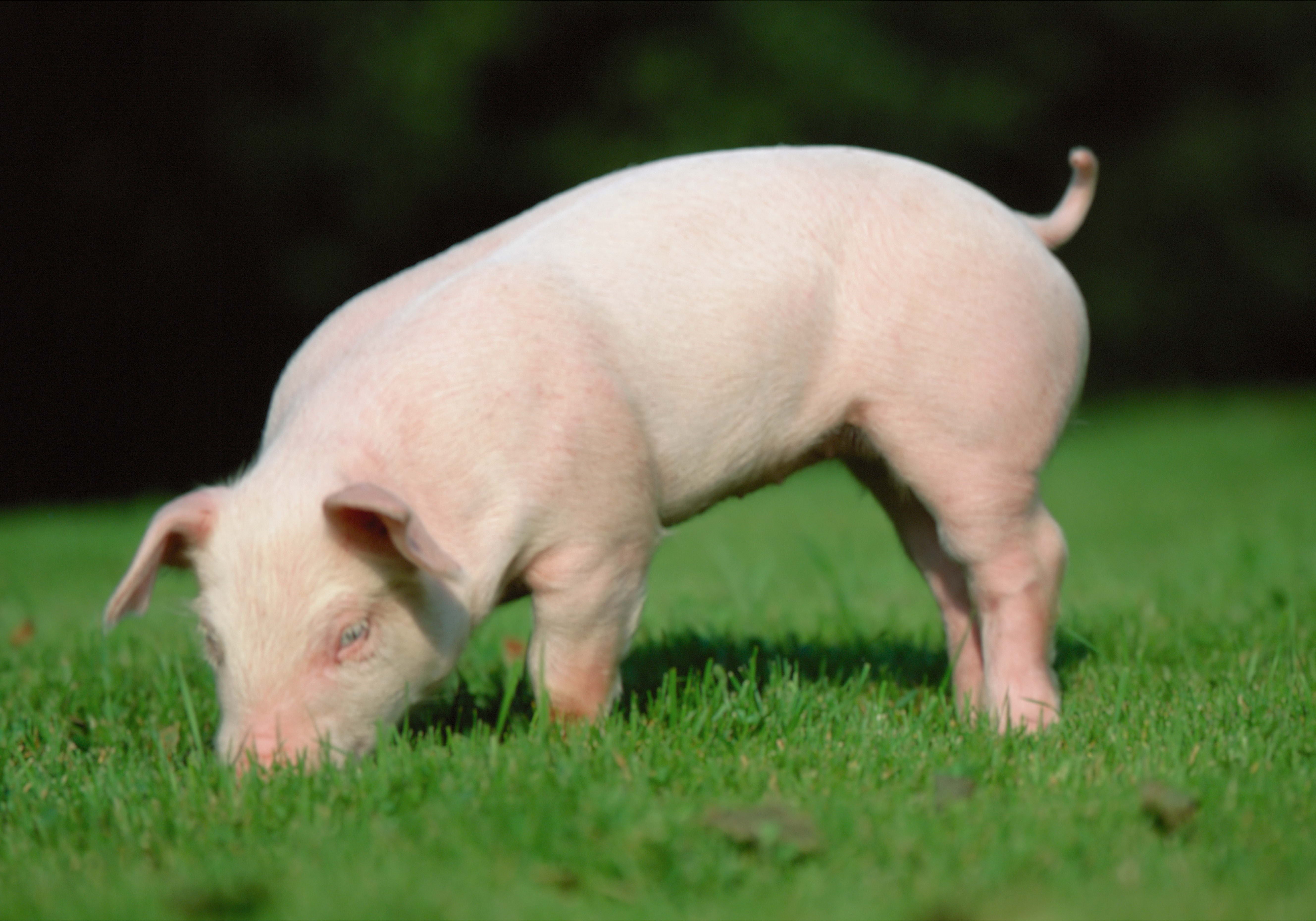 color Image, outdoors, young Animal, pigpen, livestock, farm, agriculture, animals And Pets, earth, eating, animal Nose, animal themes, pets, 5K, mammal, HD Wallpaper