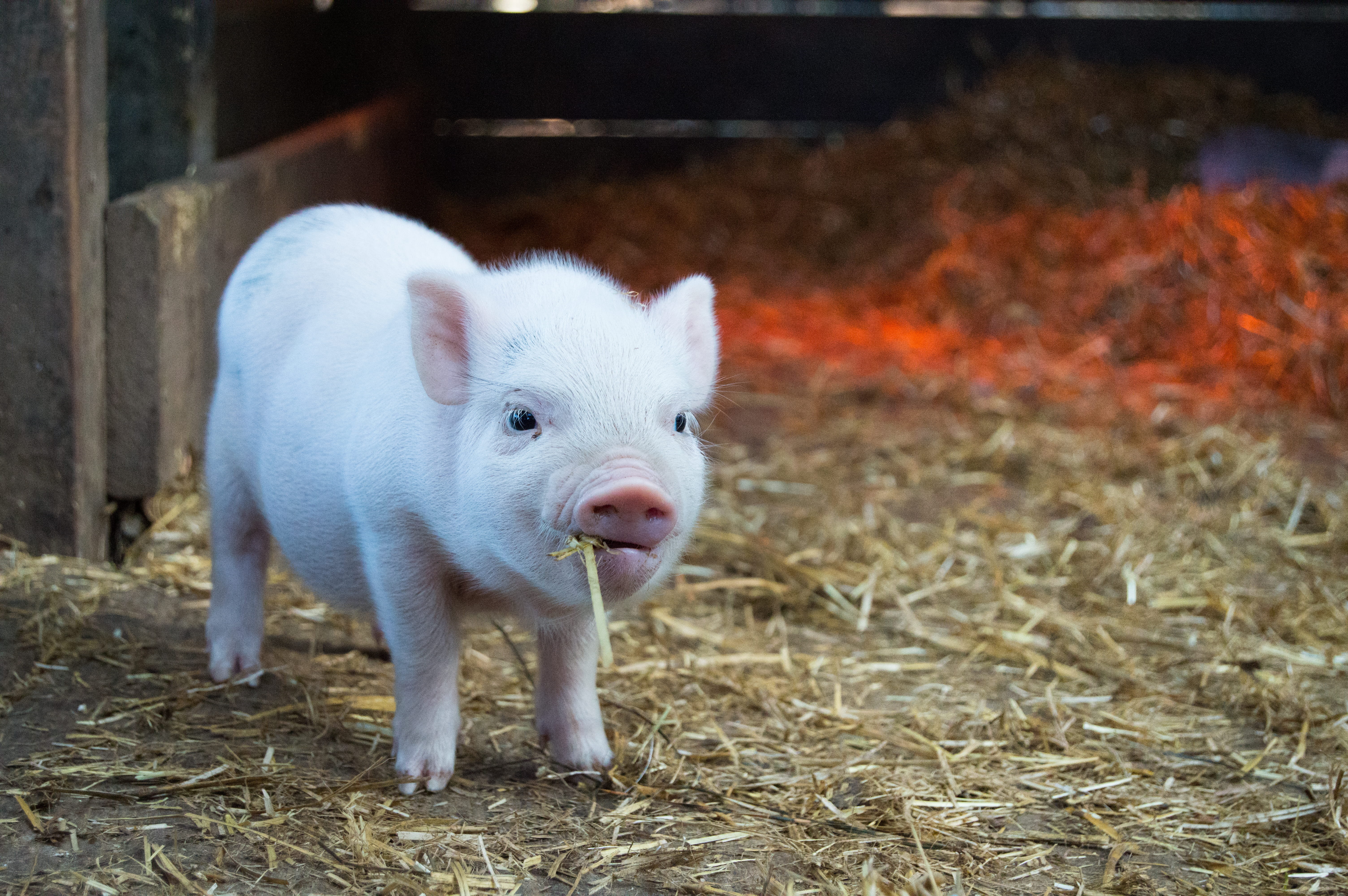 nature, pig, domestic animals, day, livestock, little, no people, animal themes, pink, looking at camera, wall, piglet, chewing, focus on foreground, domestic, HD Wallpaper