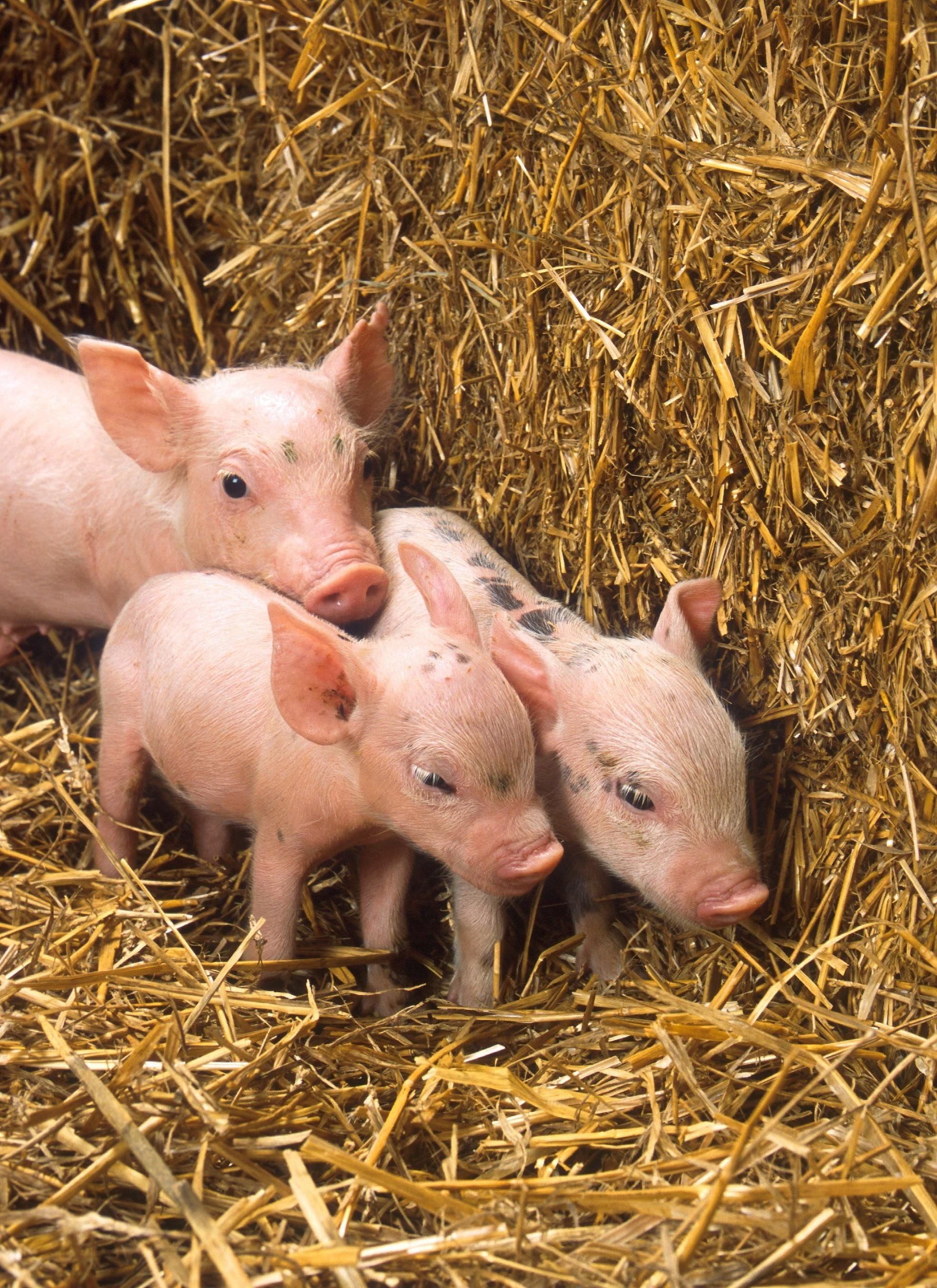 hay, near, domestic, plant, livestock, herbivorous, no people, snout, animal, nature, babies, vertebrate, pigs, pets, domestic animals, pig, animal themes, Phone HD Wallpaper