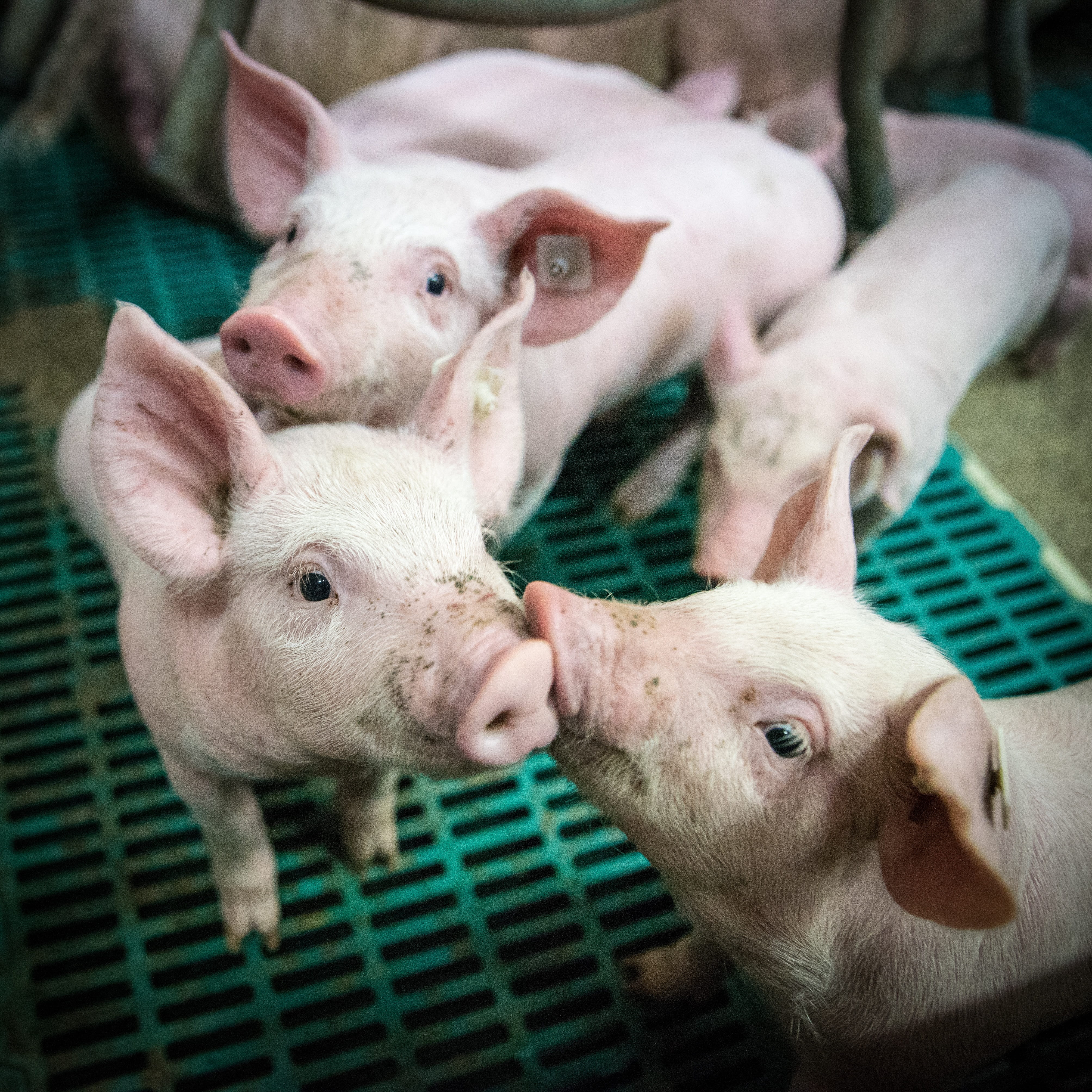 herbivorous, domestic animals, pigs, animal head, livestock, piglet, togetherness, vertebrate, hof, piglet barn, animal husbandry, domestic, high angle view, Phone HD Wallpaper