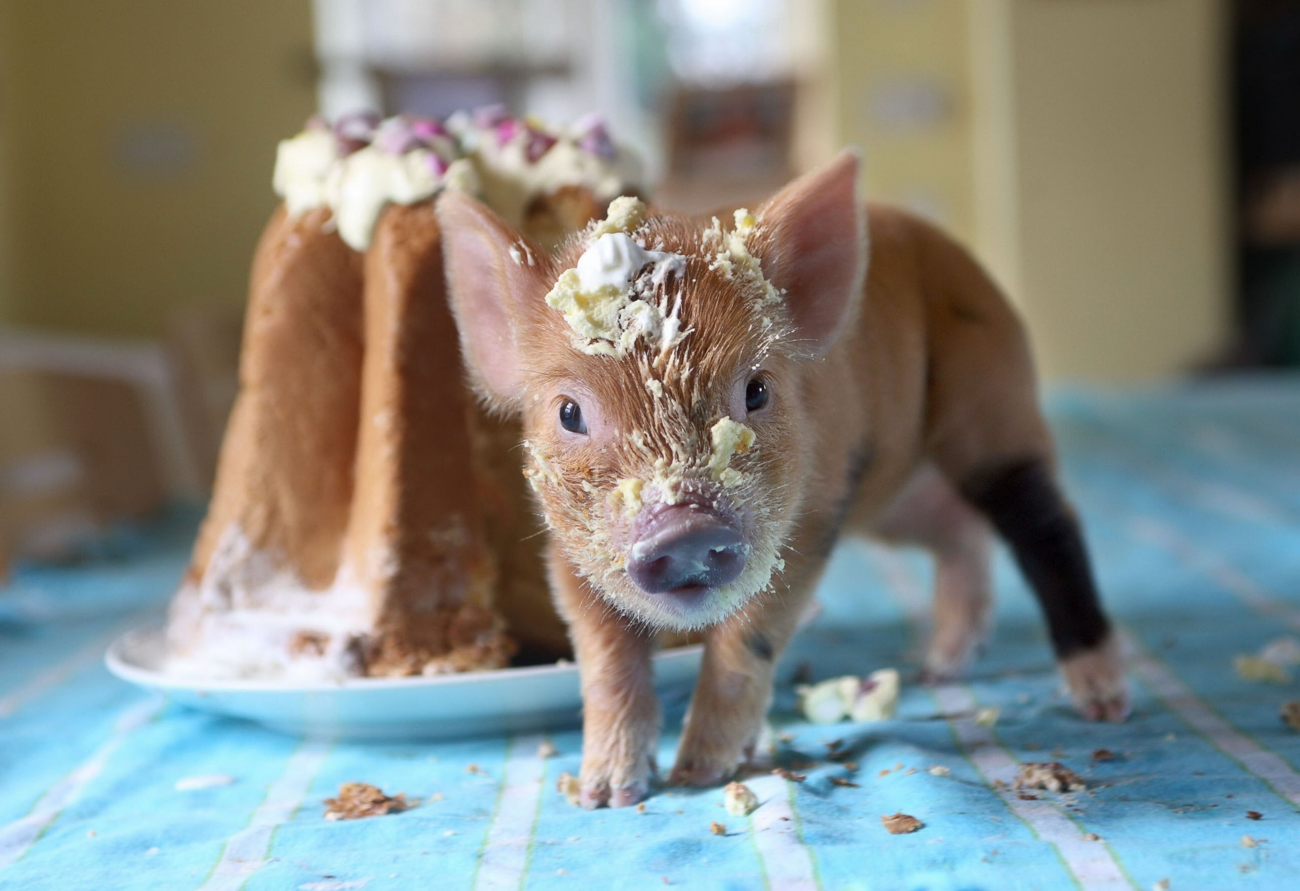 looking at camera, cake, piglet, puppy, small, soiled, 2K, domestic, canine, food, dog, no people, young animal, portrait, vertebrate, close-up, cute, HD Wallpaper