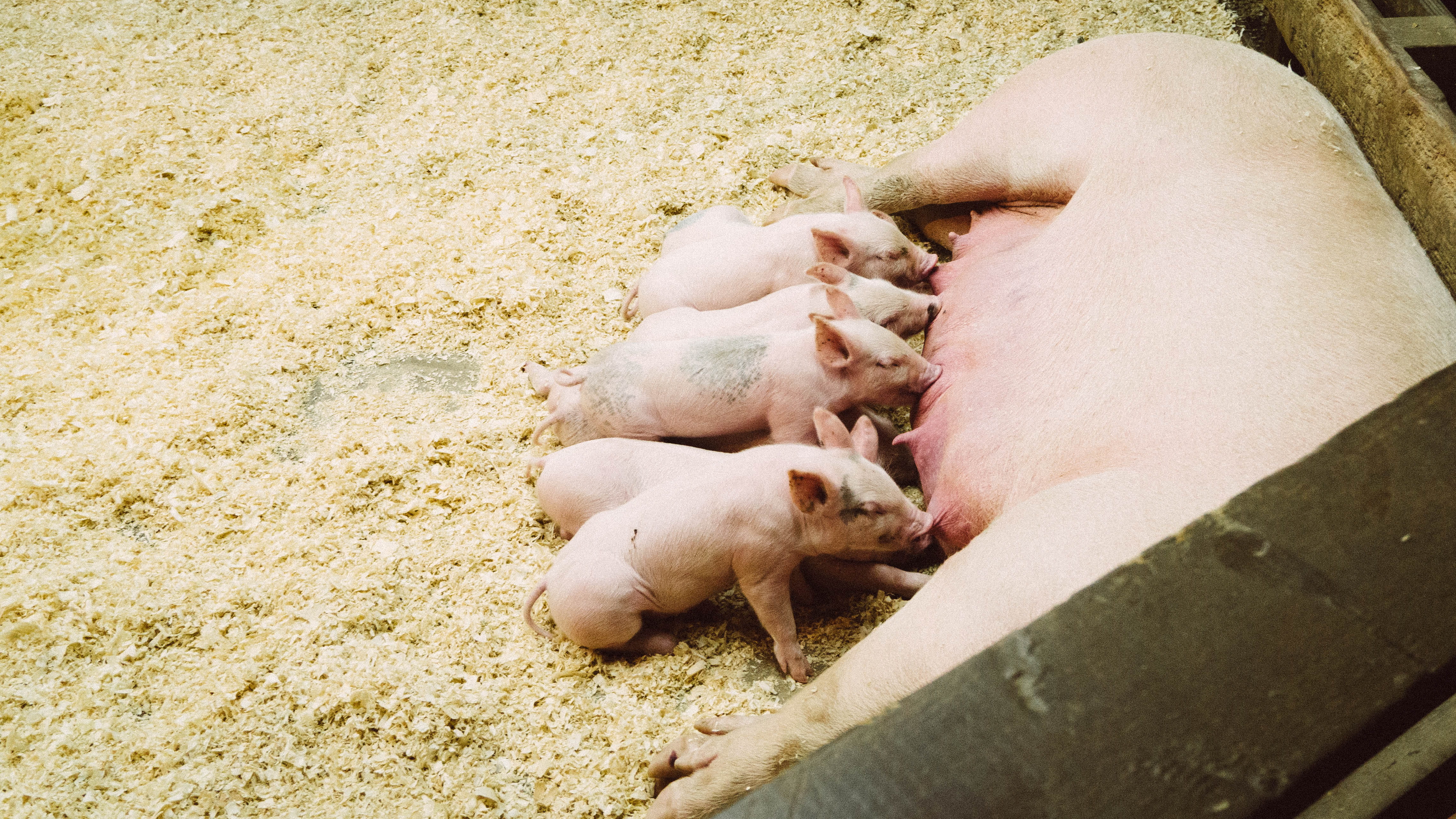 cute, day, nature, barn, piglet, human body part, domestic animals, people, mother, outdoors, farm, high angle view, lying down, sand, sleeping, breastfeeding, HD Wallpaper