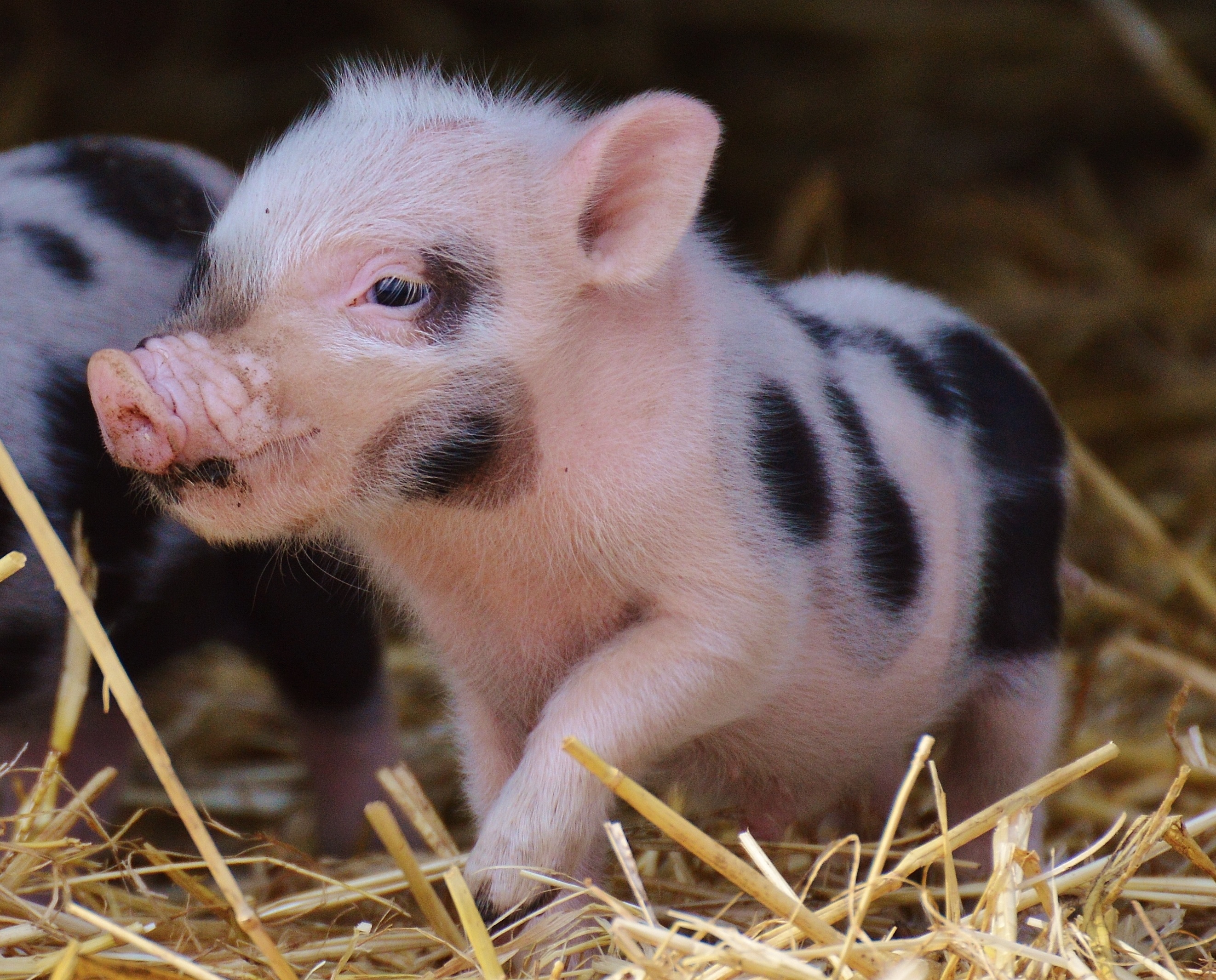 one animal, plant, whisker, domestic, baby, small pigs, piglet, play, close-up, sweet, domestic animals, black, farm, white, looking away, nature, animal, HD Wallpaper