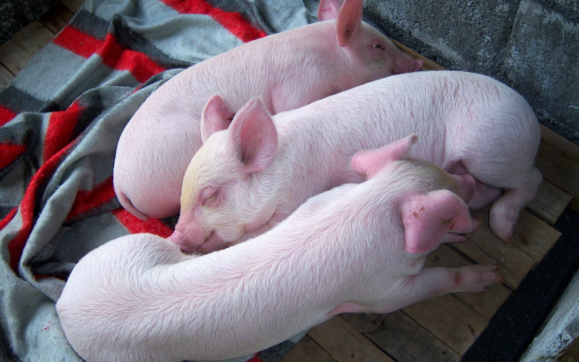 animal themes, pink Color, mammal, down, domestic Animals, pig, animal, no people, sleeping, three, farm, piglet, dream, indoors, nature, snout, piglets, HD Wallpaper