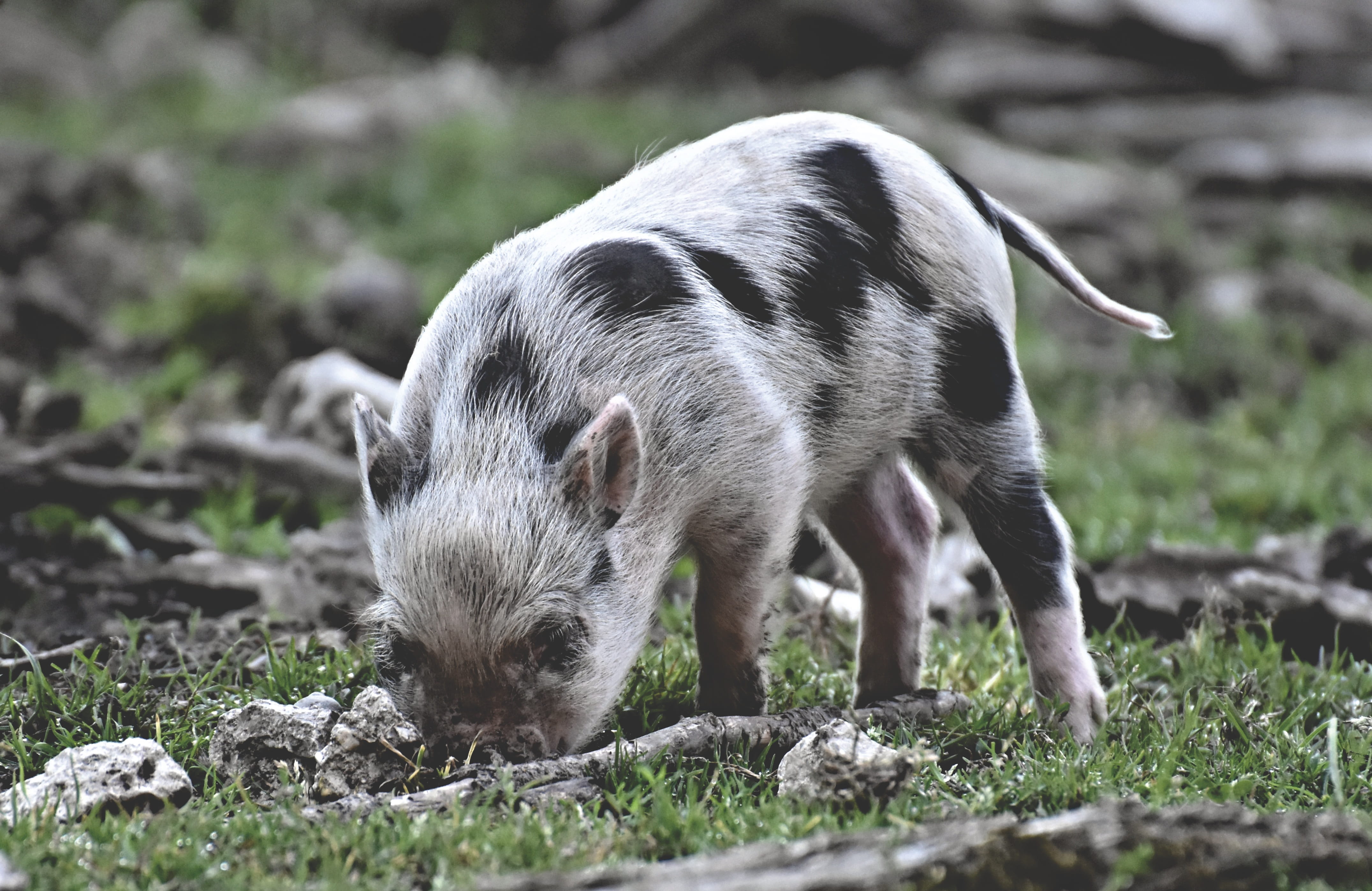 animals in the wild, one animal, domestic animals, no people, animal, pets, focus on foreground, sweet, wildpark poing, funny, piglet, mammal, domestic, HD Wallpaper