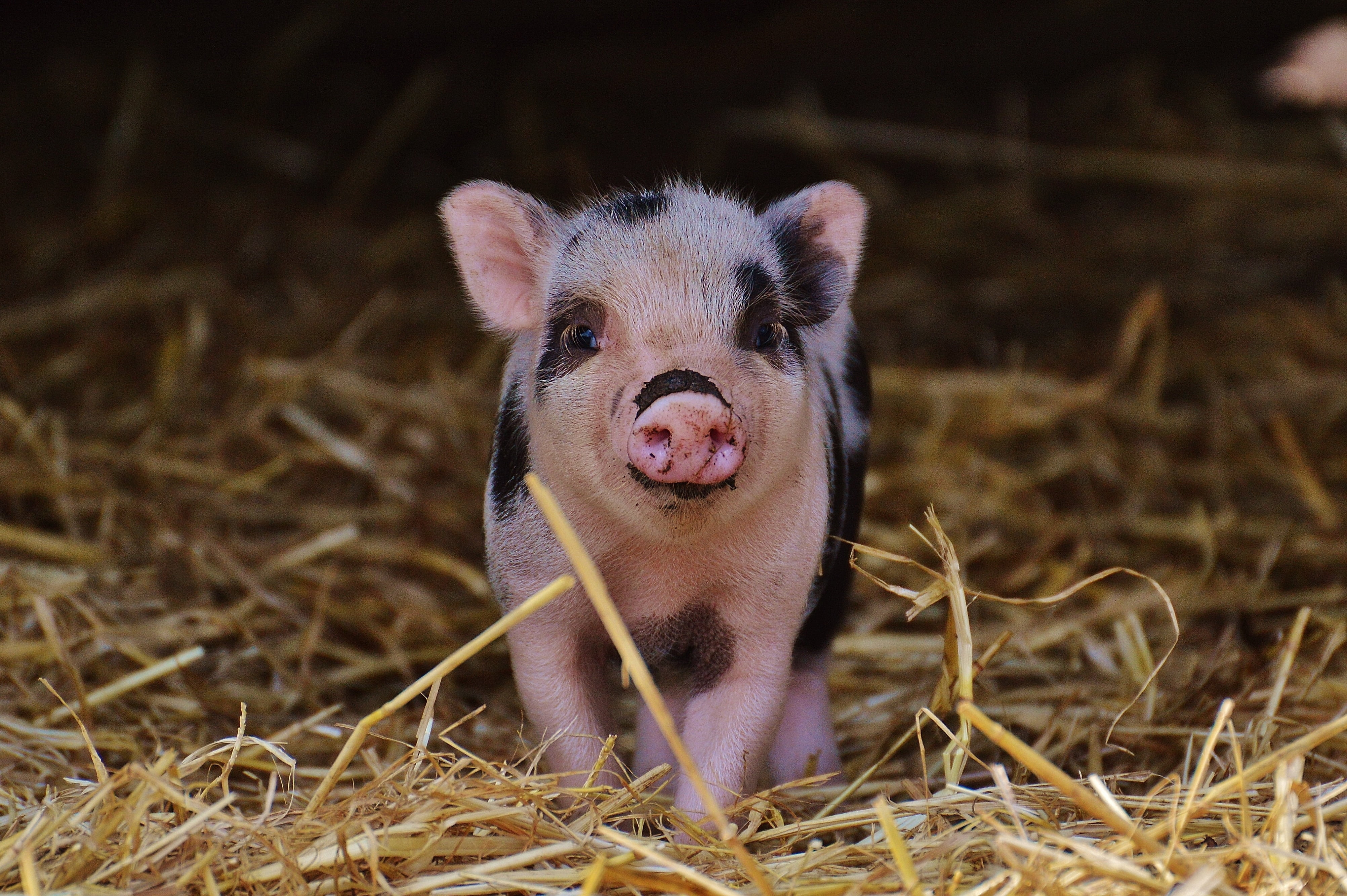 cute, animal, wildpark poing, snout, animal body part, brown, 4K, no people, farm, mini, plant, domestic Pig, wild Boar, sow, black, looking at camera, HD Wallpaper