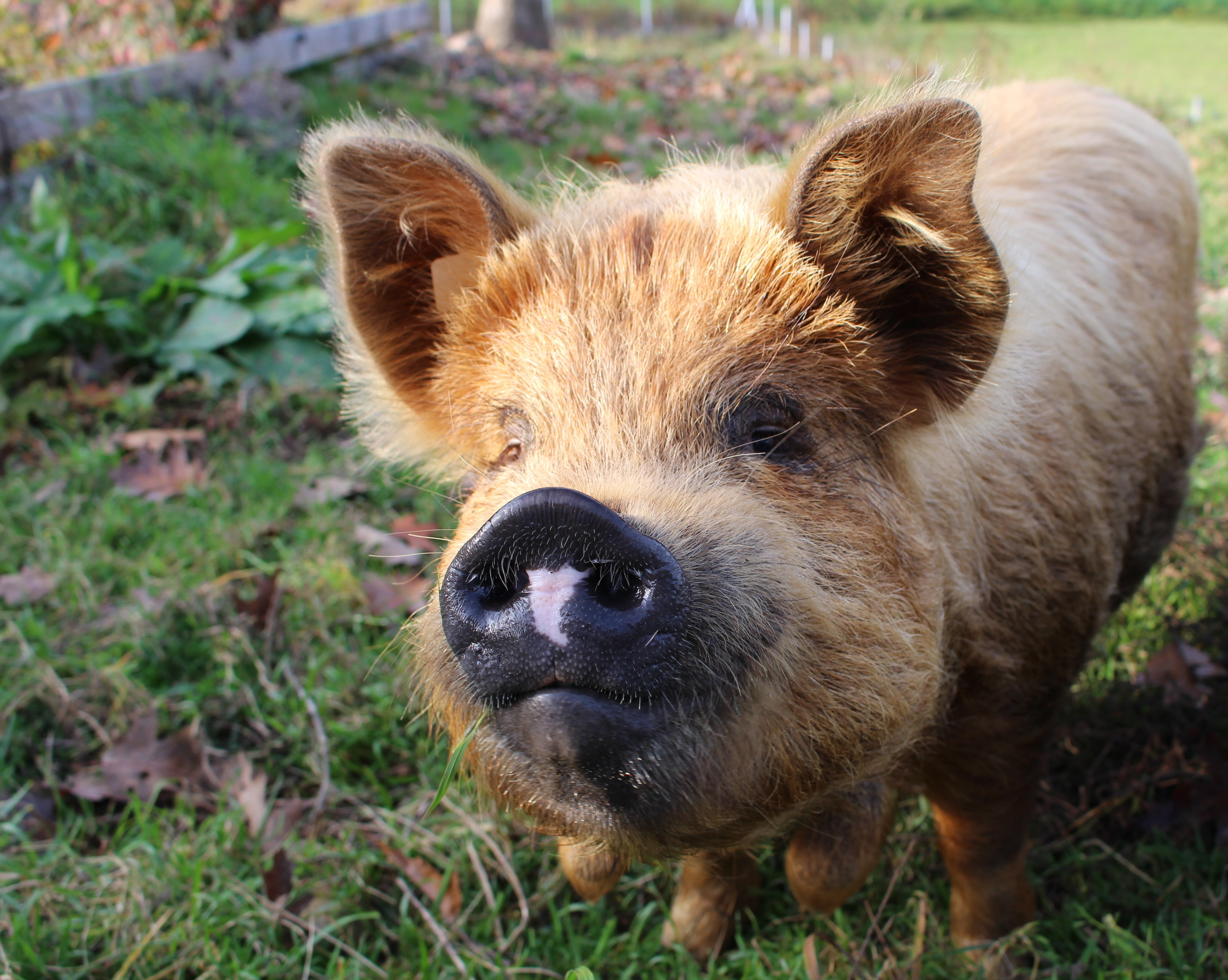 vertebrate, land, nose, day, outdoors, pig, young animal, nature, muzzle, plant, animals in the wild, field, animal, animal themes, animal wildlife, one animal, HD Wallpaper