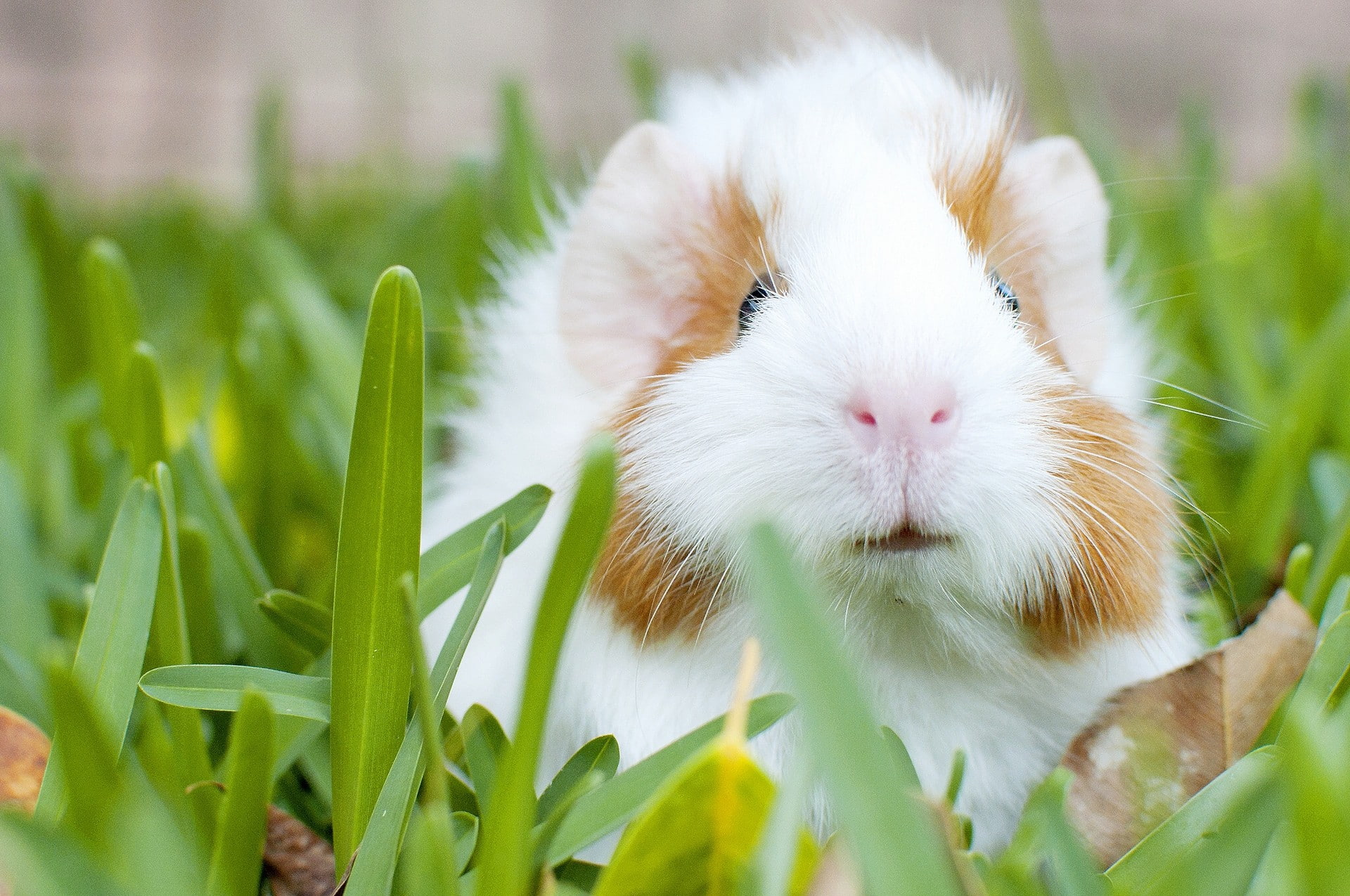 grass, pig, rodent, guinea pig, brown, white, guinea, 1080P, HD Wallpaper
