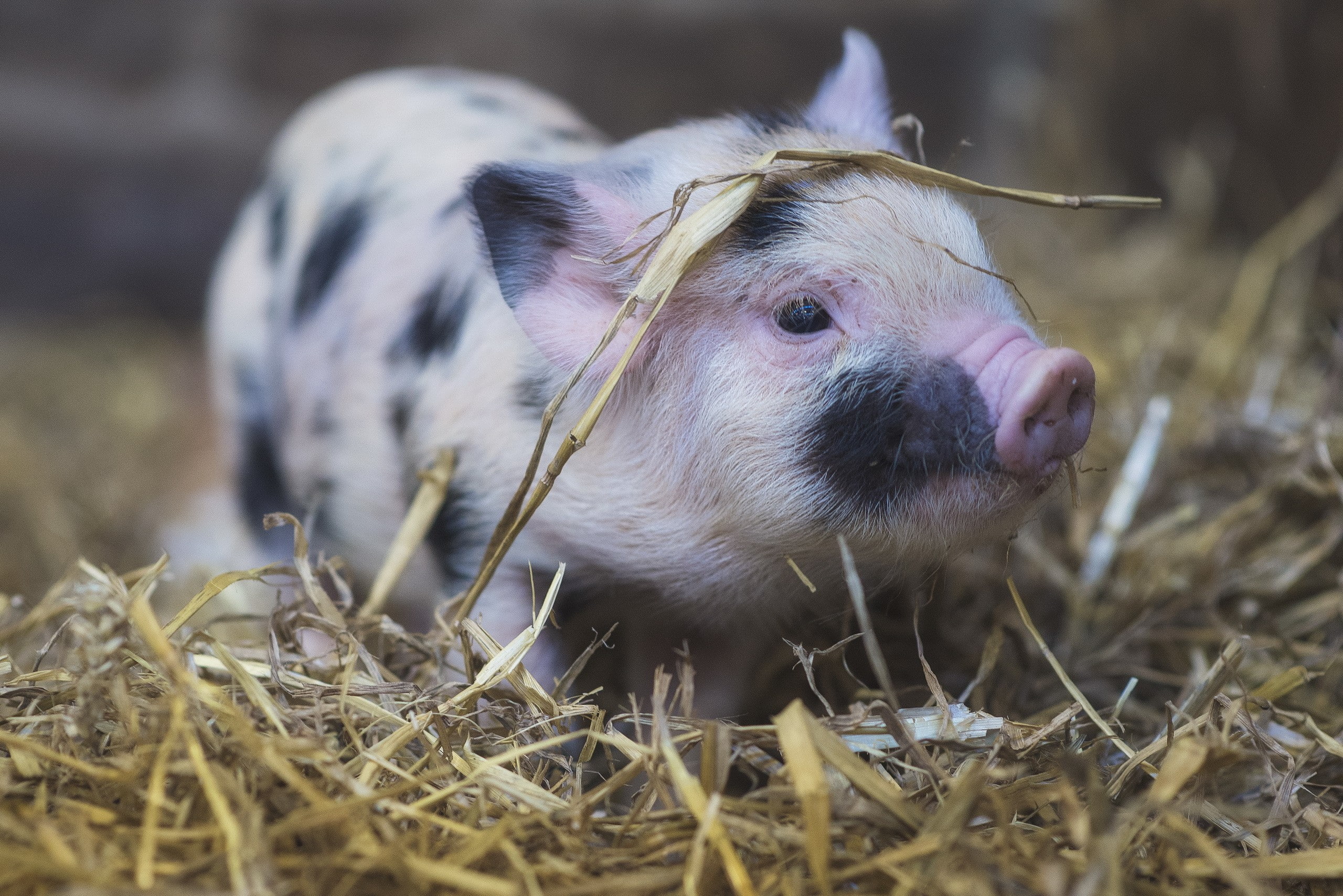 2K, animals, pigs, HD Wallpaper