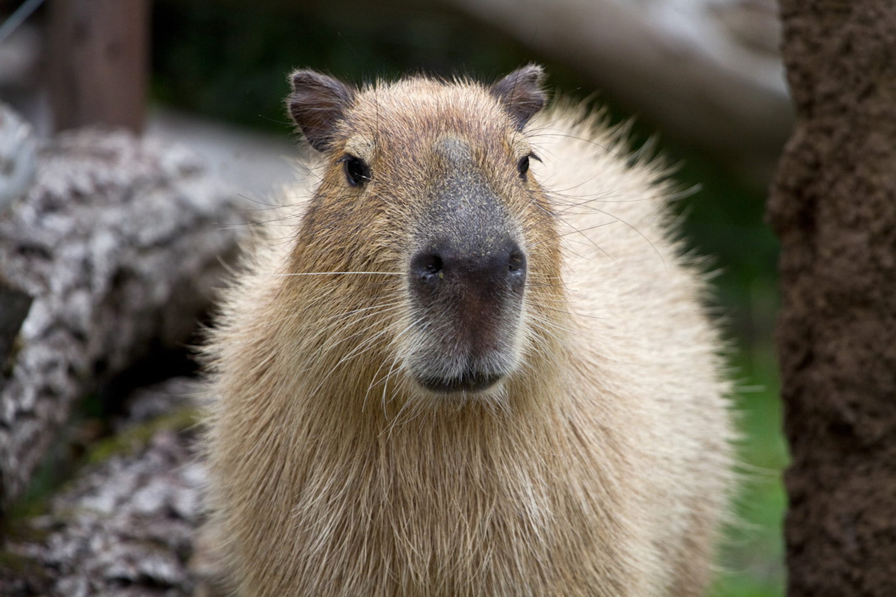 hair, animal body part, front view, nature, one Animal, squirrel, animal hair, outdoors, muzzle, animal themes, animals In The Wild, day, brown, rodent, HD Wallpaper