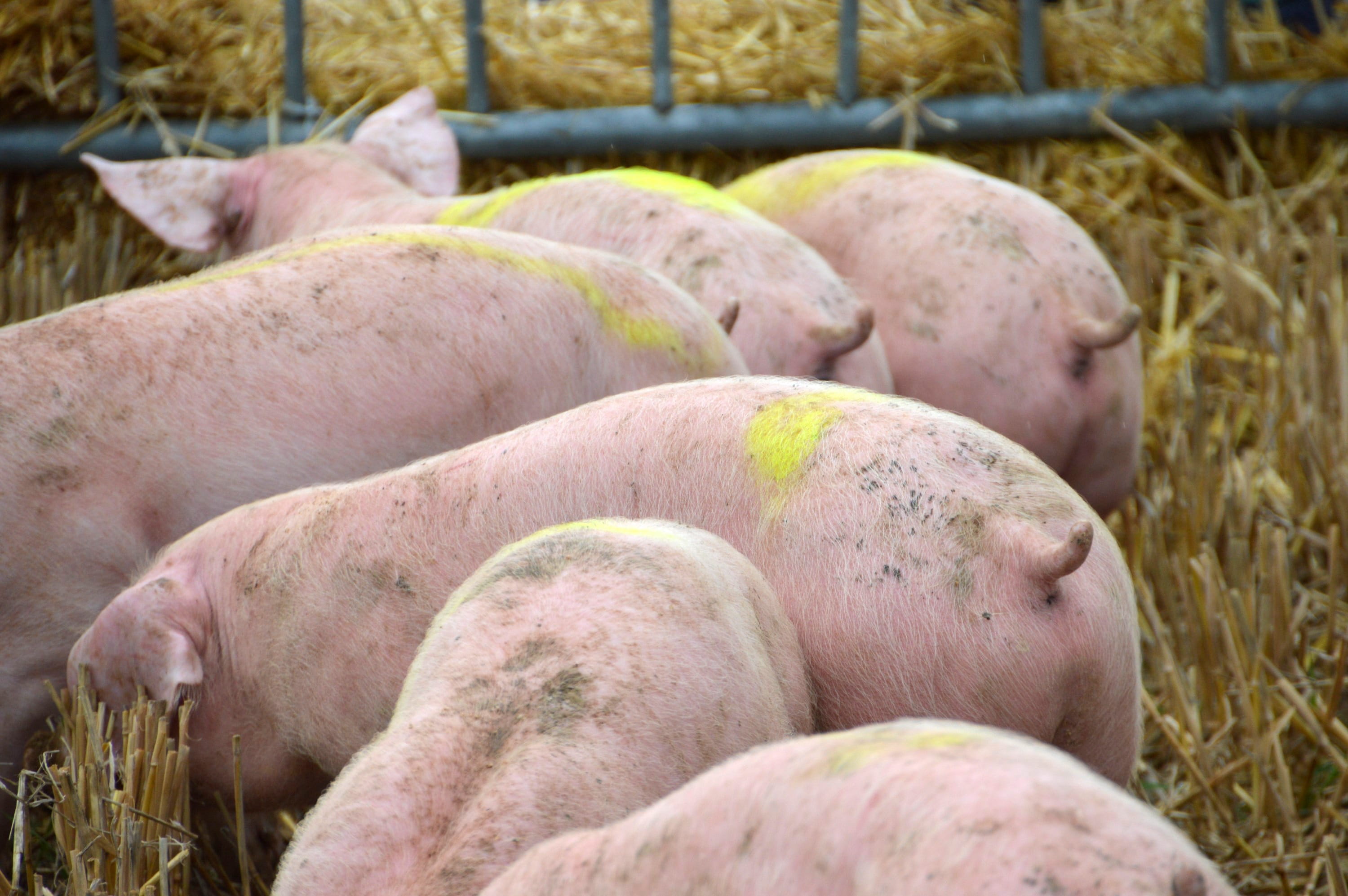 breeder, healthy eating, pigtail, pork, abundance, breeding, mammals, large group of objects, animals, no people, day, mammal, swine, pink color, piglet, HD Wallpaper