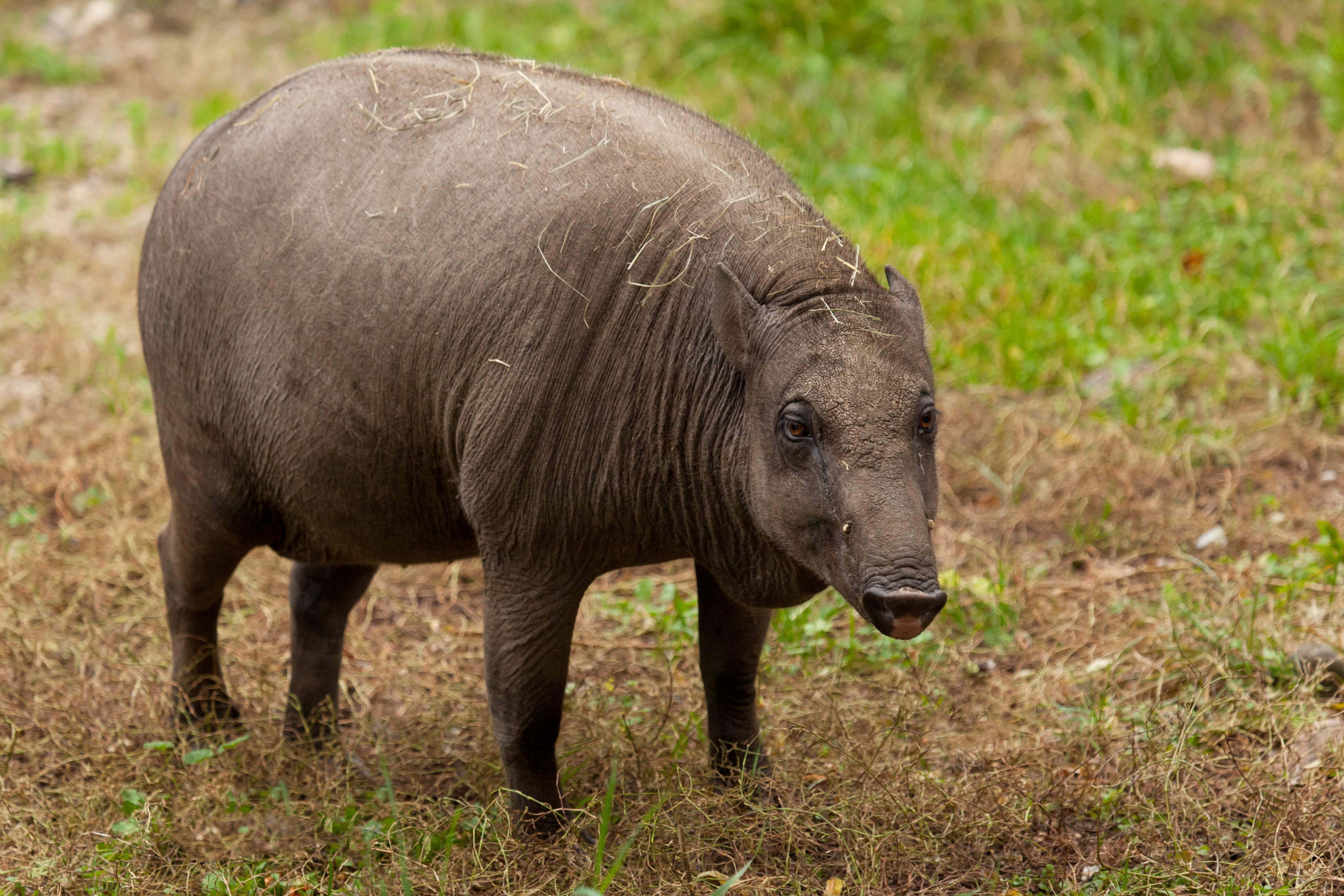 swine, no people, outdoors, boar, four, livestock, zoo, animal themes, piglet, grass, mammal, environment, wildlife, field, nature, ugly, standing, day, HD Wallpaper