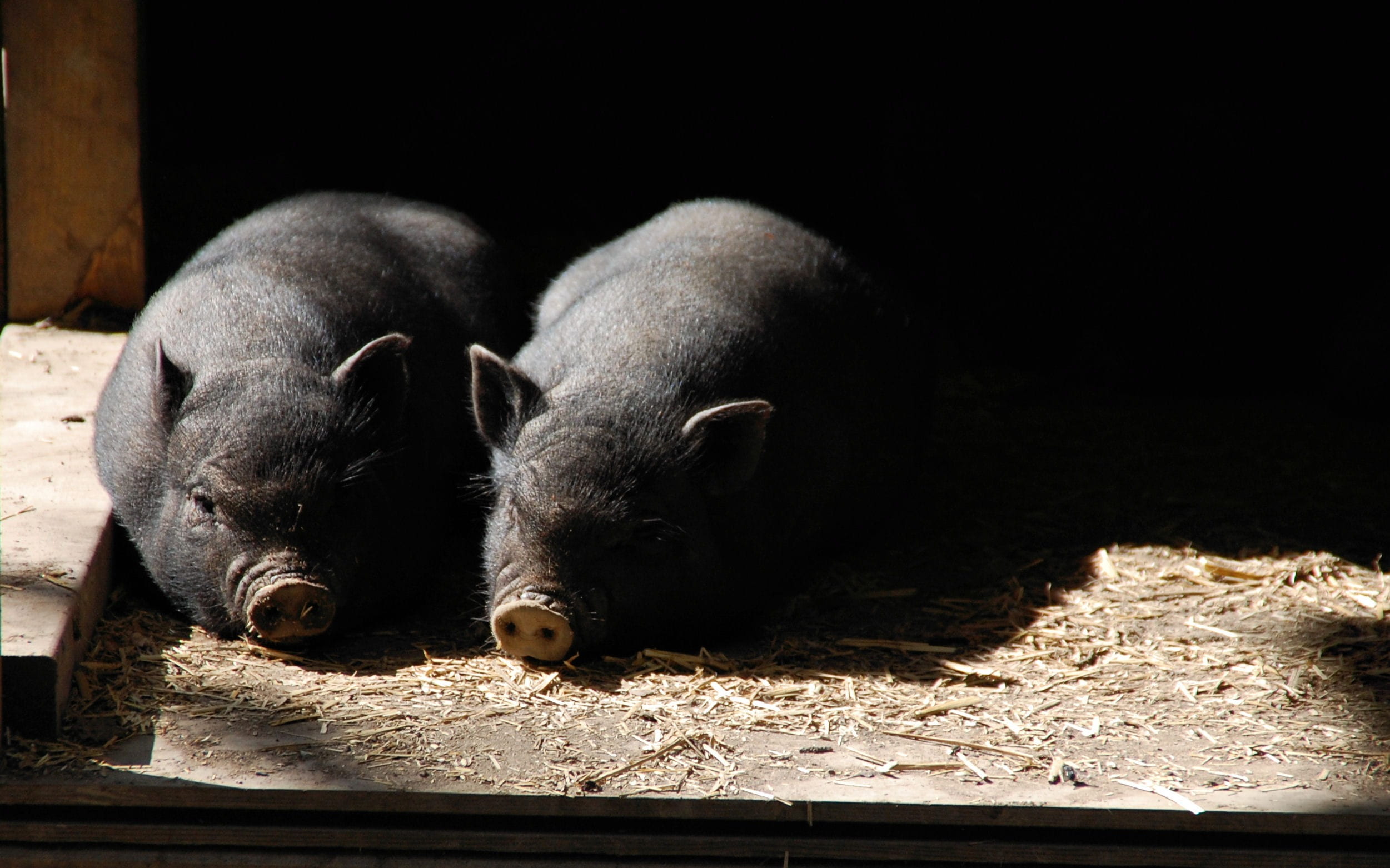domestic animals, pig-farm, hog, black background, pork, vertebrate, swine, pigpen, snout, piggy, two animals, 1080P, nature, no people, animal themes, HD Wallpaper