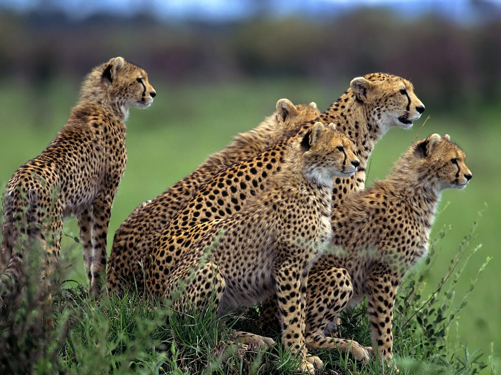 young Animal, masai Mara, undomesticated Cat, wildlife Reserve, cheetah, wildlife, carnivora, cub, camouflage, africa, animal themes, animals And Pets, HD Wallpaper