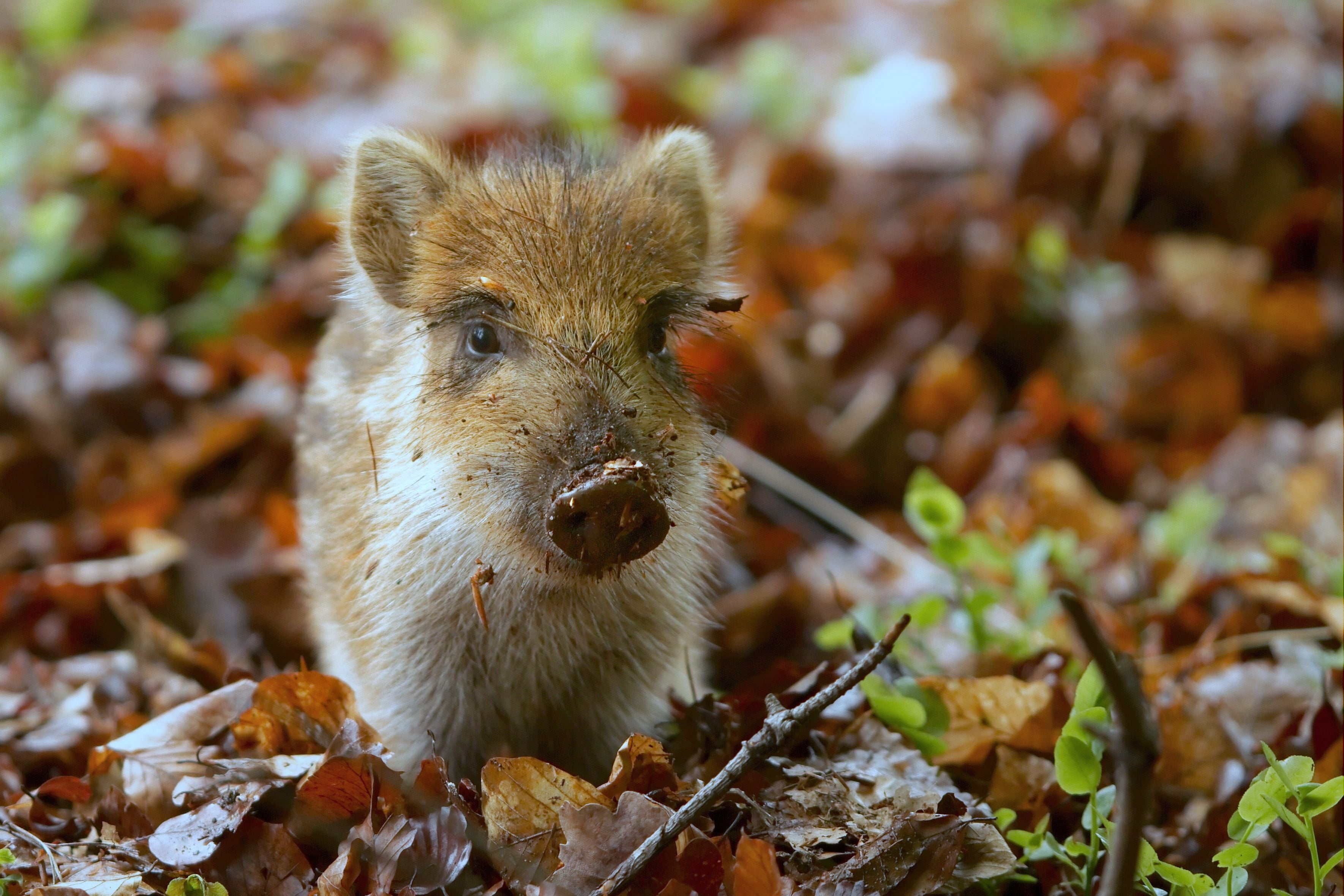 animals In The Wild, focus on foreground, plant part, vertebrate, 2K, land, animal head, small, field, mammal, fur, brown, cute, piglet, wild Boar, nature, HD Wallpaper