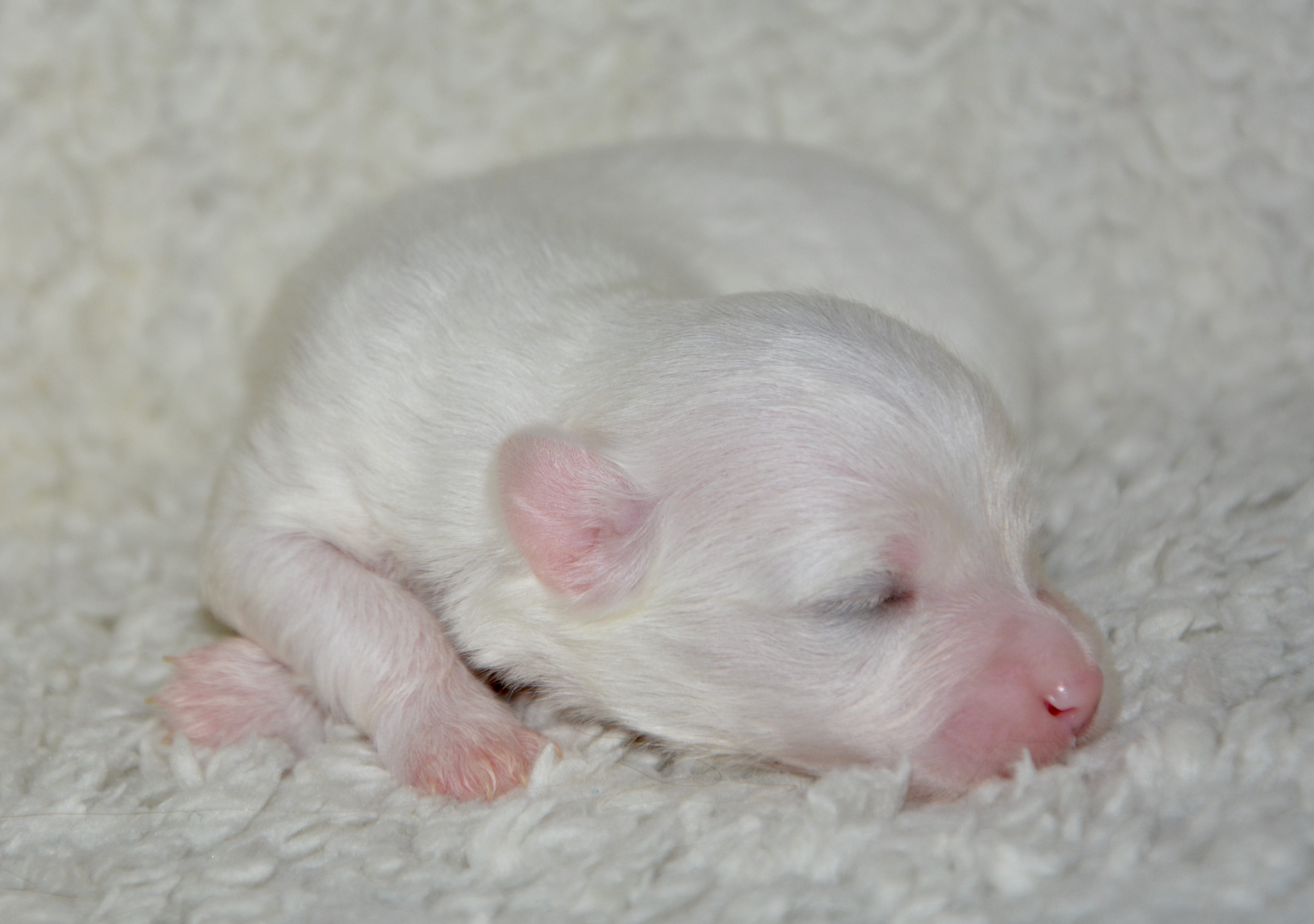 pets, animal head, closeup, domestic, close-up, indoors, young animal, baby, animal, rodent, little puppy, white coat, domestic animal, white color, photo, HD Wallpaper