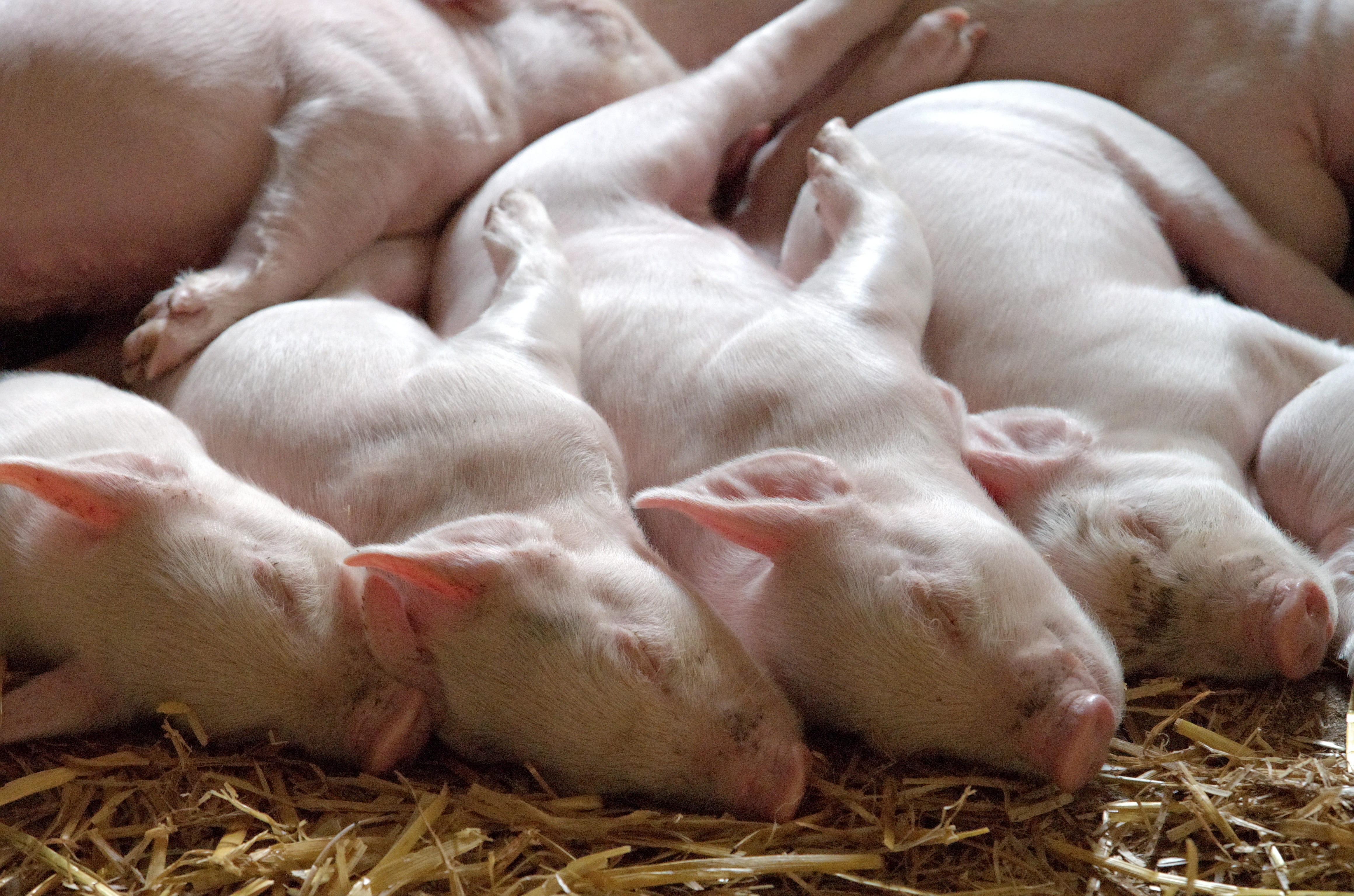 barn, pig, group of animals, adorable, snout, herd, breeding, generation, dreaming, omnivorous, large group of animals, cute, exhausted, product, farming, HD Wallpaper