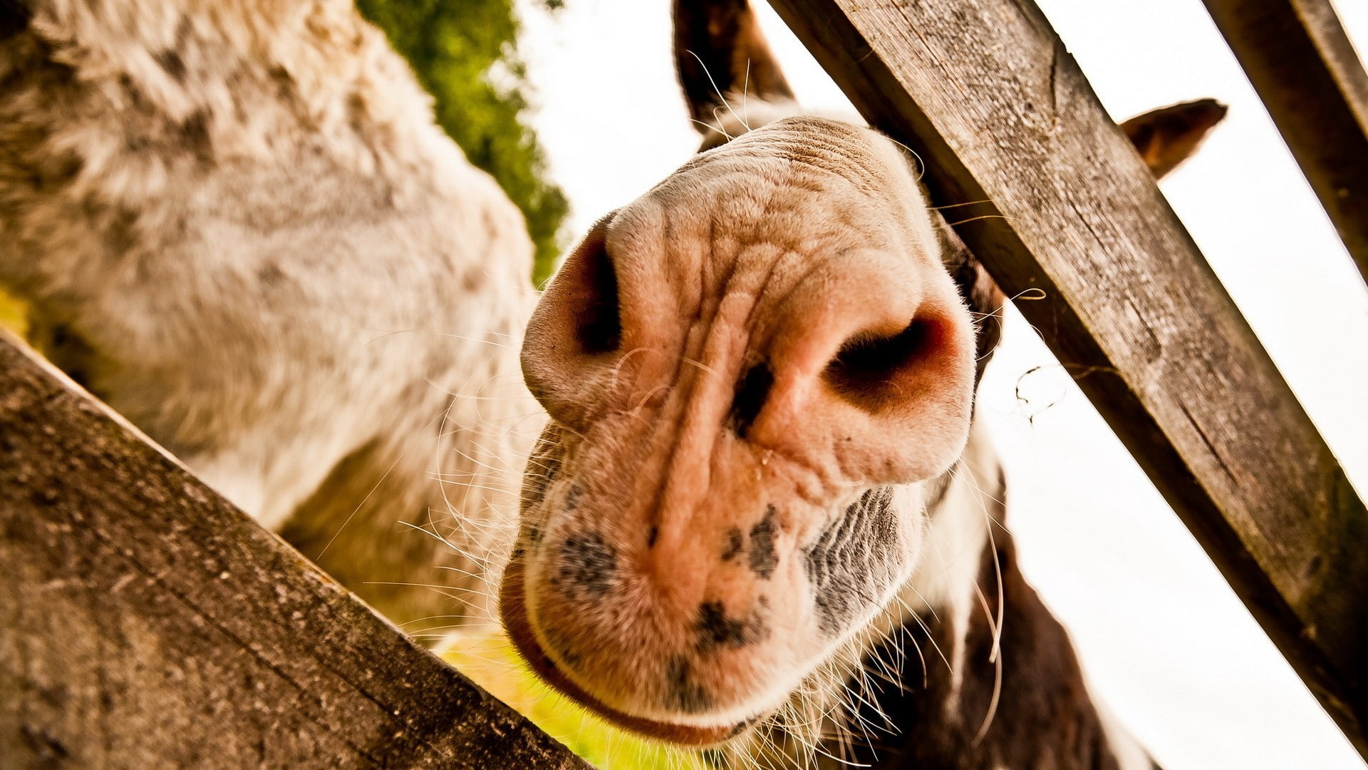 animal mouth, domestic, focus on foreground, vertebrate, no people, day, 1080P, mammal, animal wildlife, animal head, livestock, animal themes, herbivorous, HD Wallpaper