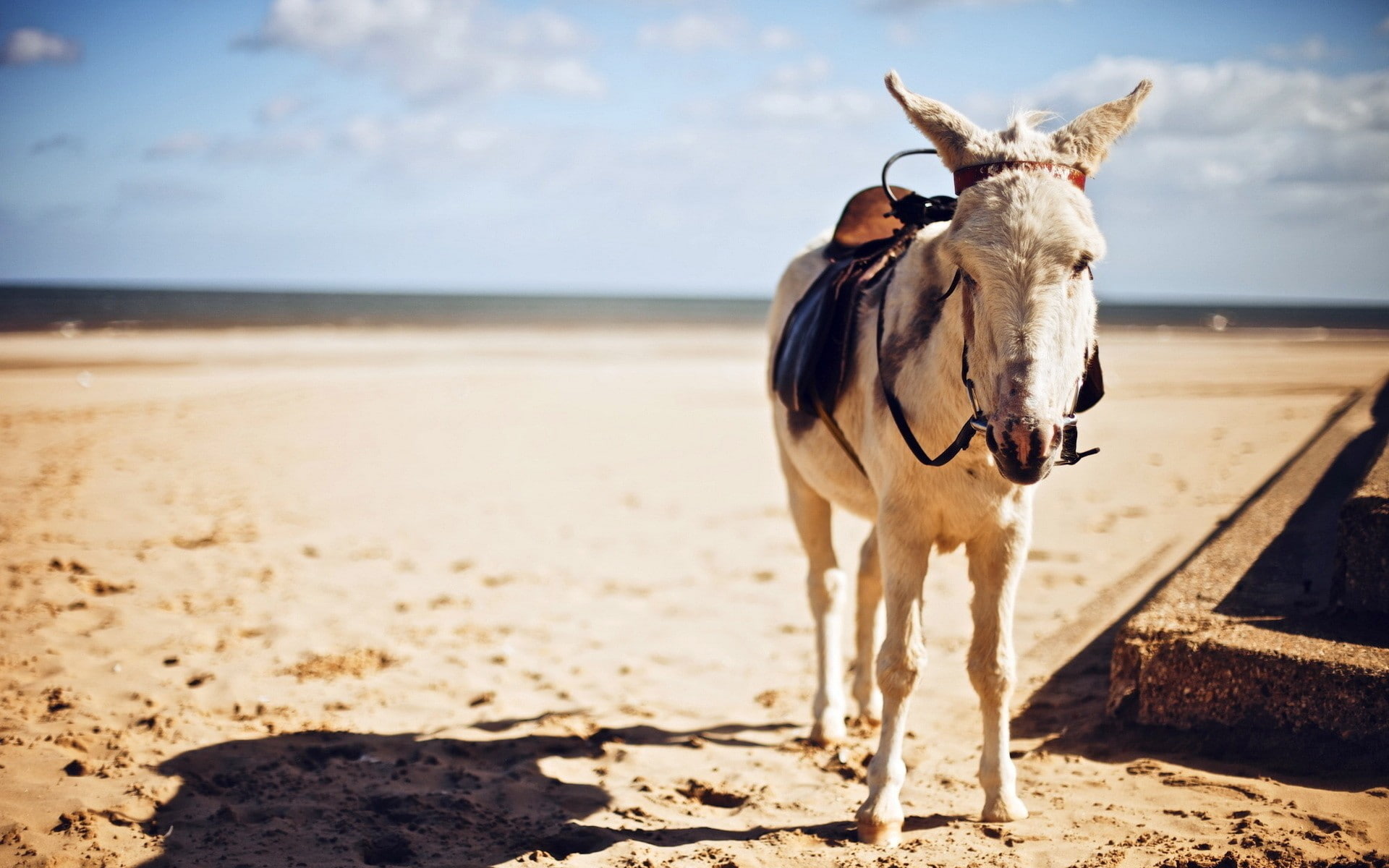 outdoors, sky, donkey, animals, 1080P, HD Wallpaper
