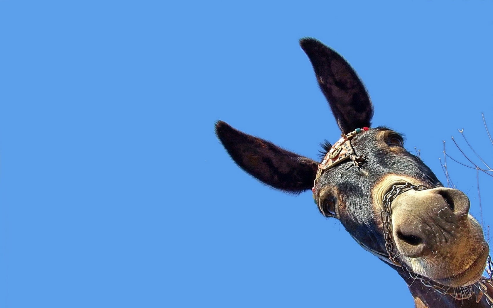 human Face, looking, cute, animal Ear, domestic, donkey, animal, horned, background, sky, nature, no People, mouth open, mammal, vertebrate, portrait, canine, HD Wallpaper