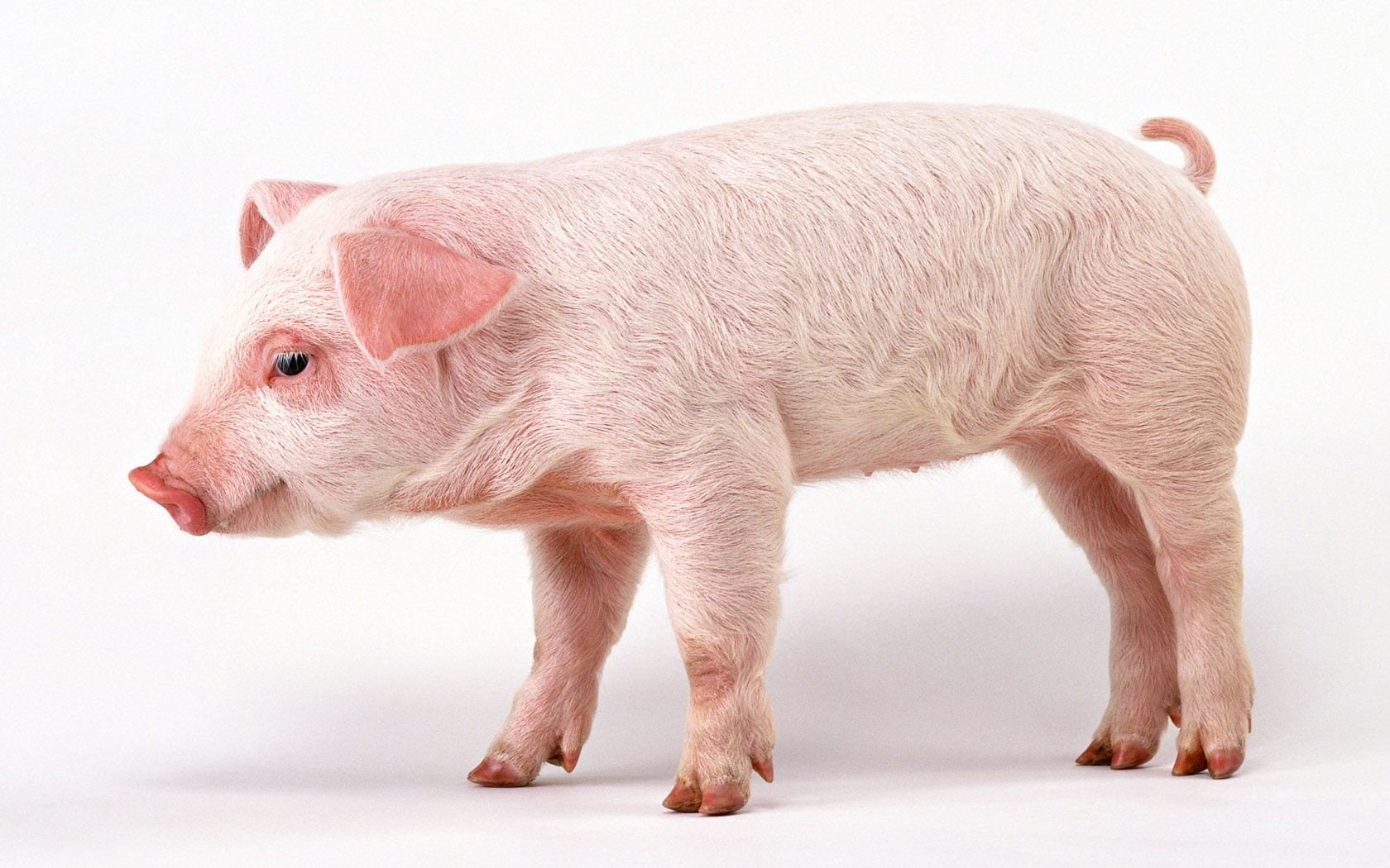 Animal, 720P, Pig, pink, HD Wallpaper