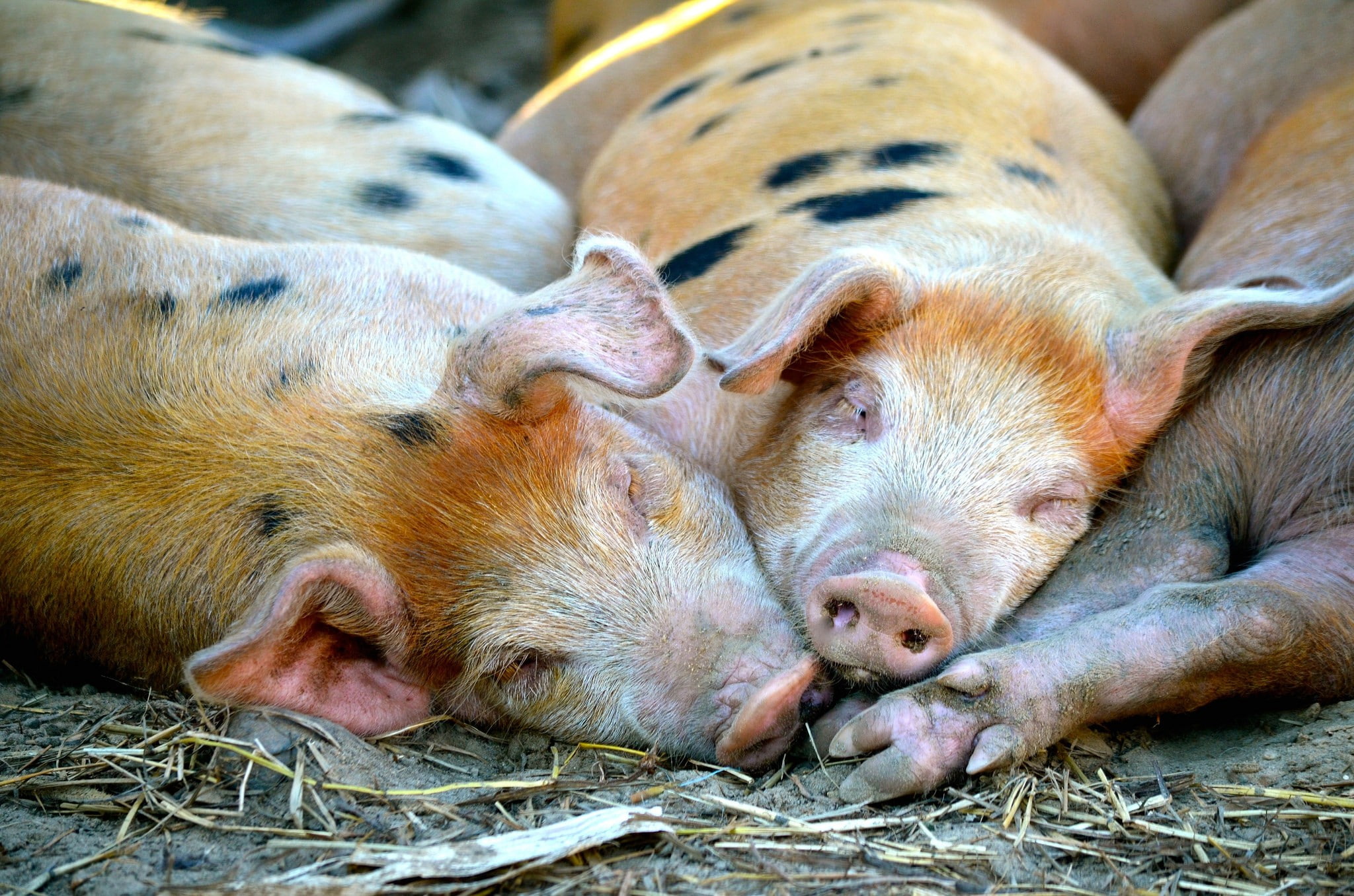 black, pigs, tan, animals, 1080P, HD Wallpaper