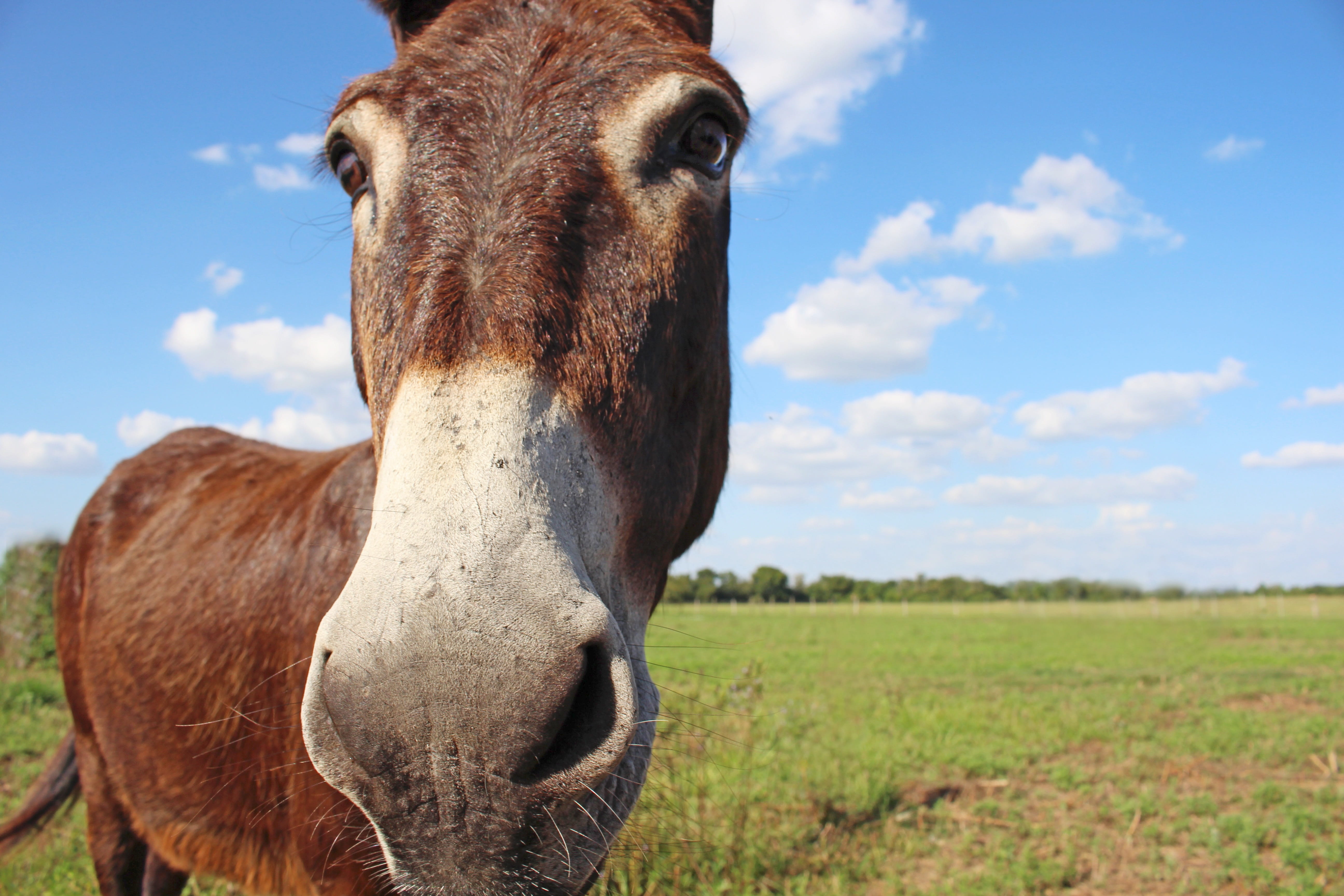 animal wildlife, rural Scene, 5K, meadow, nature, donkey, horse, no people, domestic animals, farm, domestic, summer, pasture, animal nose, grass, outdoors, HD Wallpaper