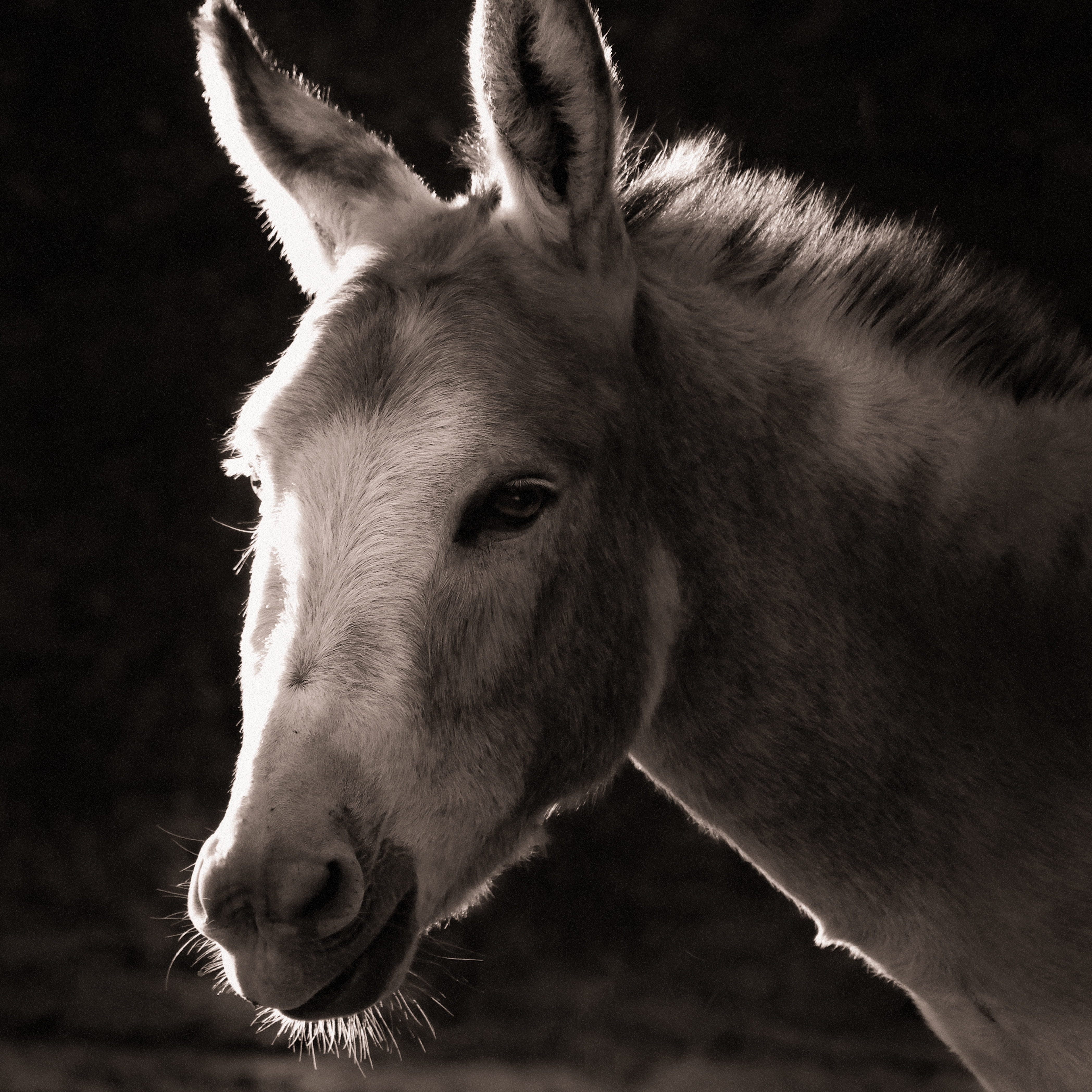 home, livestock, head, black and white, mule, one animal, animal themes, animal body part, animal head, horse, domestic, vertebrate, portrait, no people, Phone HD Wallpaper