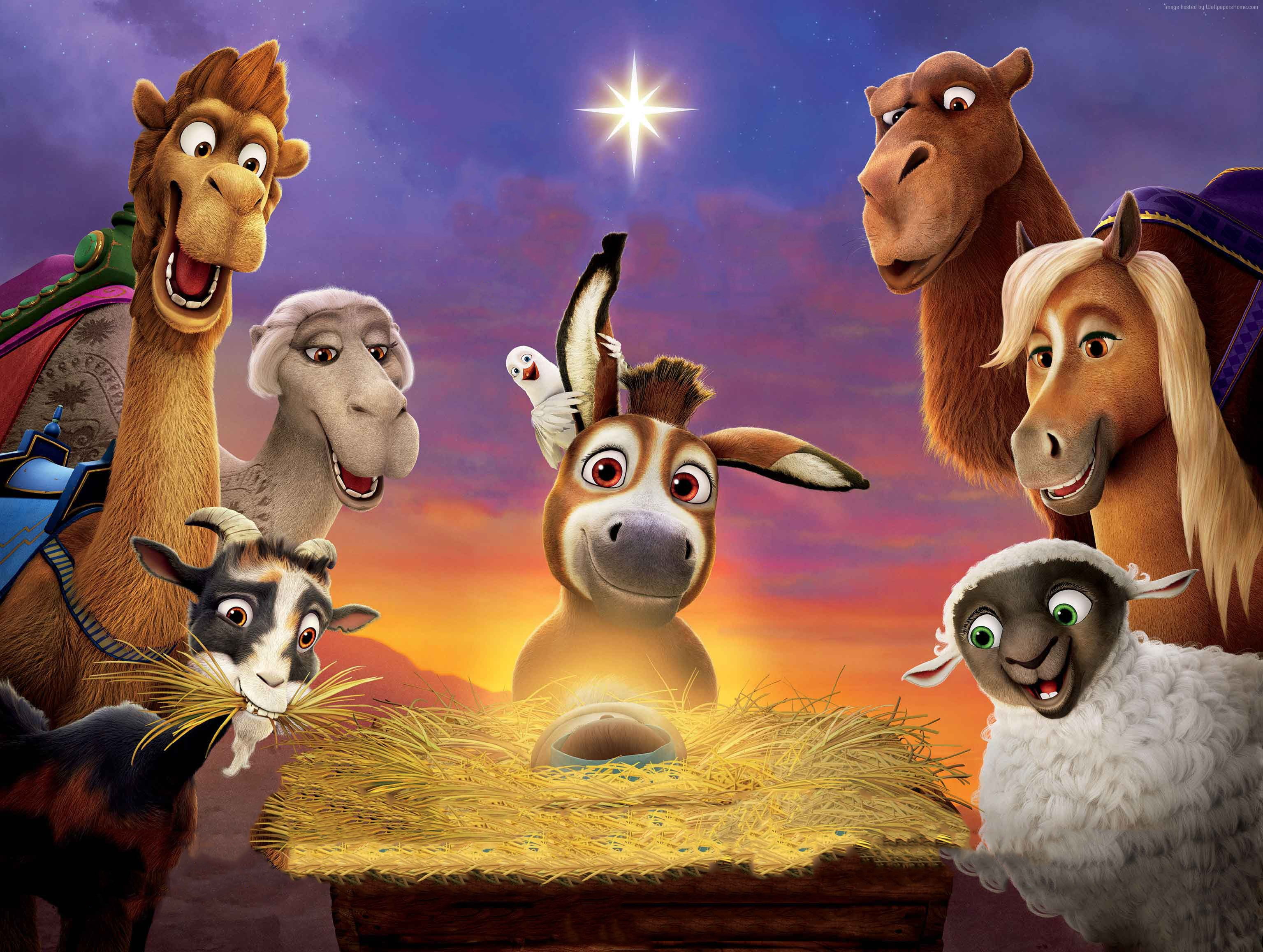 2K, donkey, sheep, 4K, camel, The Star, HD Wallpaper