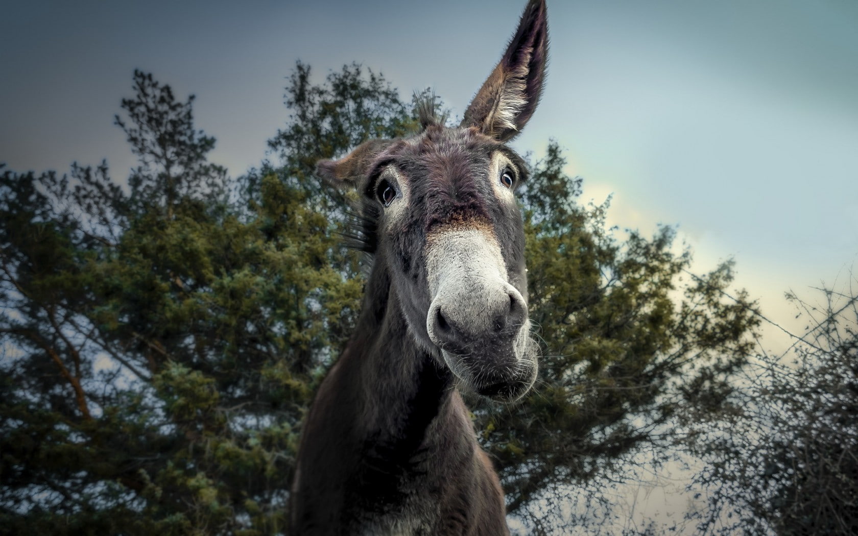 animals, 720P, donkey, HD Wallpaper