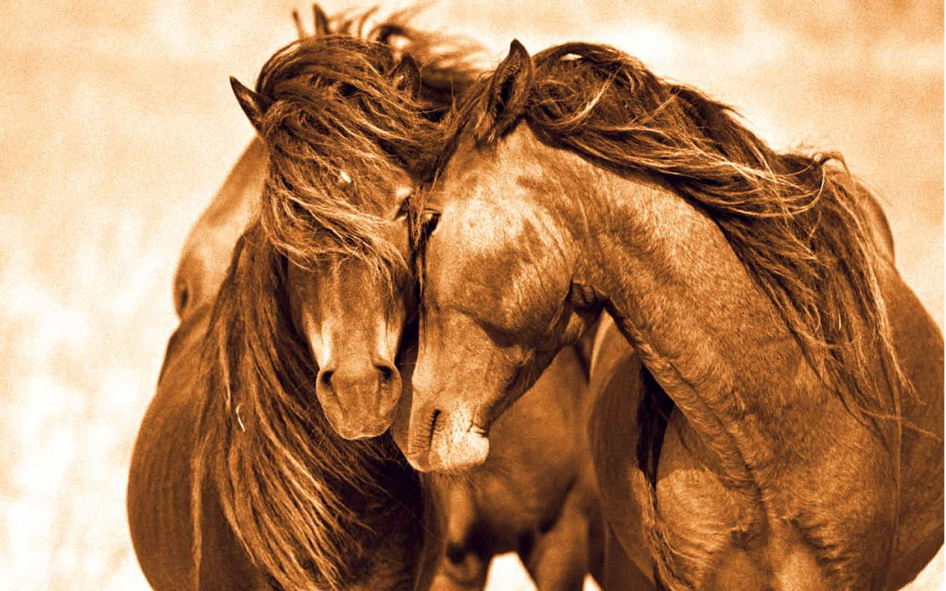 Horse, Love, 1080P, Couple, Animal, Cute, HD Wallpaper