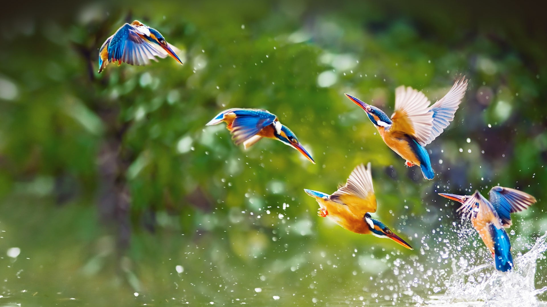 Birds, 1080P, flock, spray, flight, water, wings, HD Wallpaper