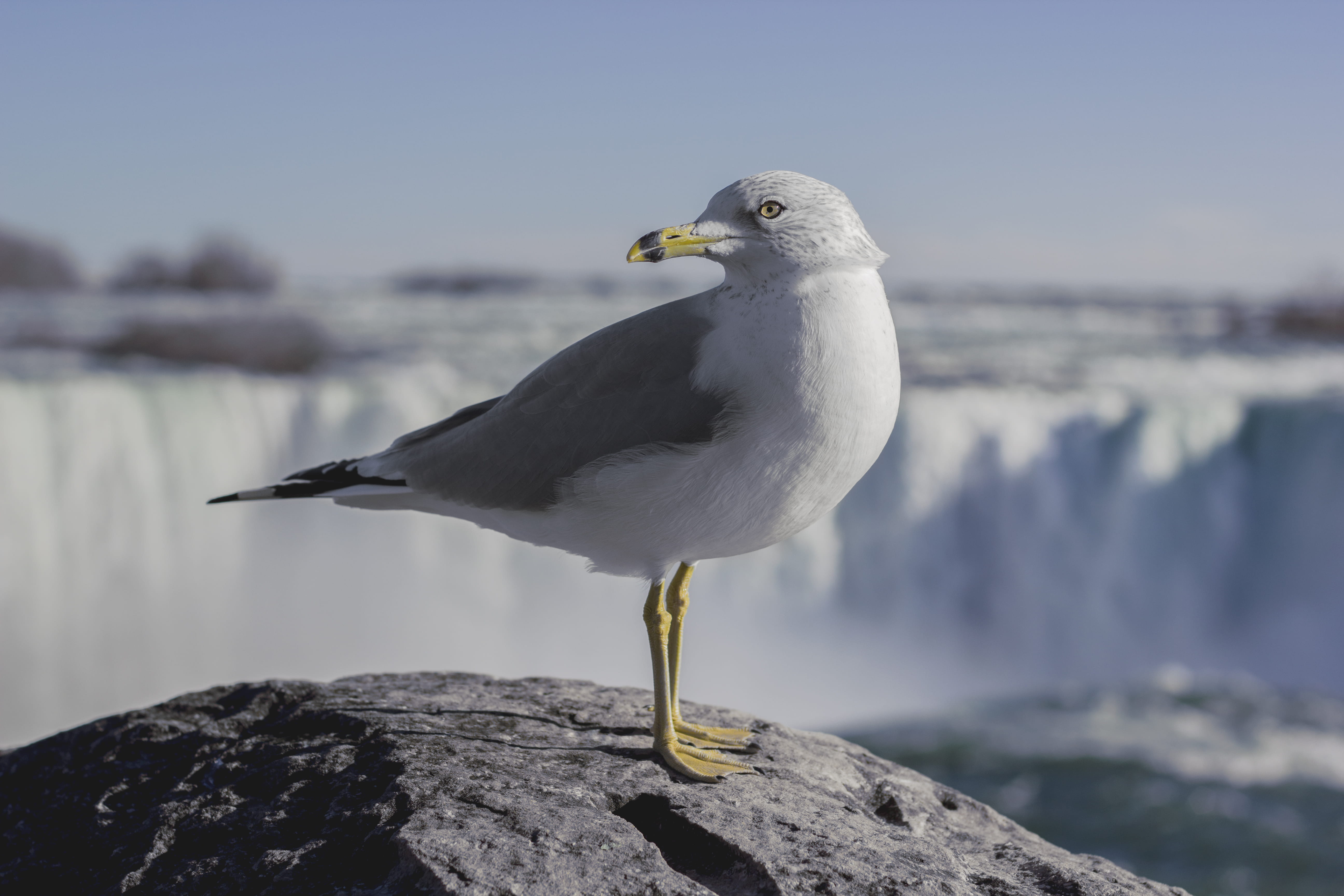 niagara falls, rock, one animal, animal wildlife, leg, sea bird, vertebrate, canada, rock - object, seagull, bird, 5K, waterfall, animal themes, no people, HD Wallpaper