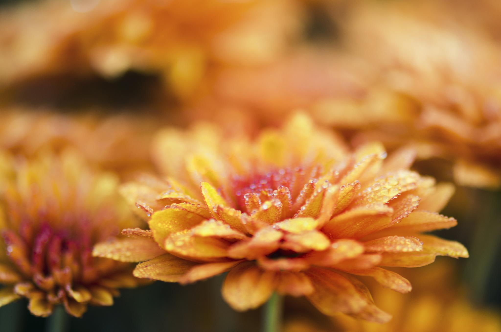 flowers, dew, nature, 1080P, chrysanthemum, drops, HD Wallpaper